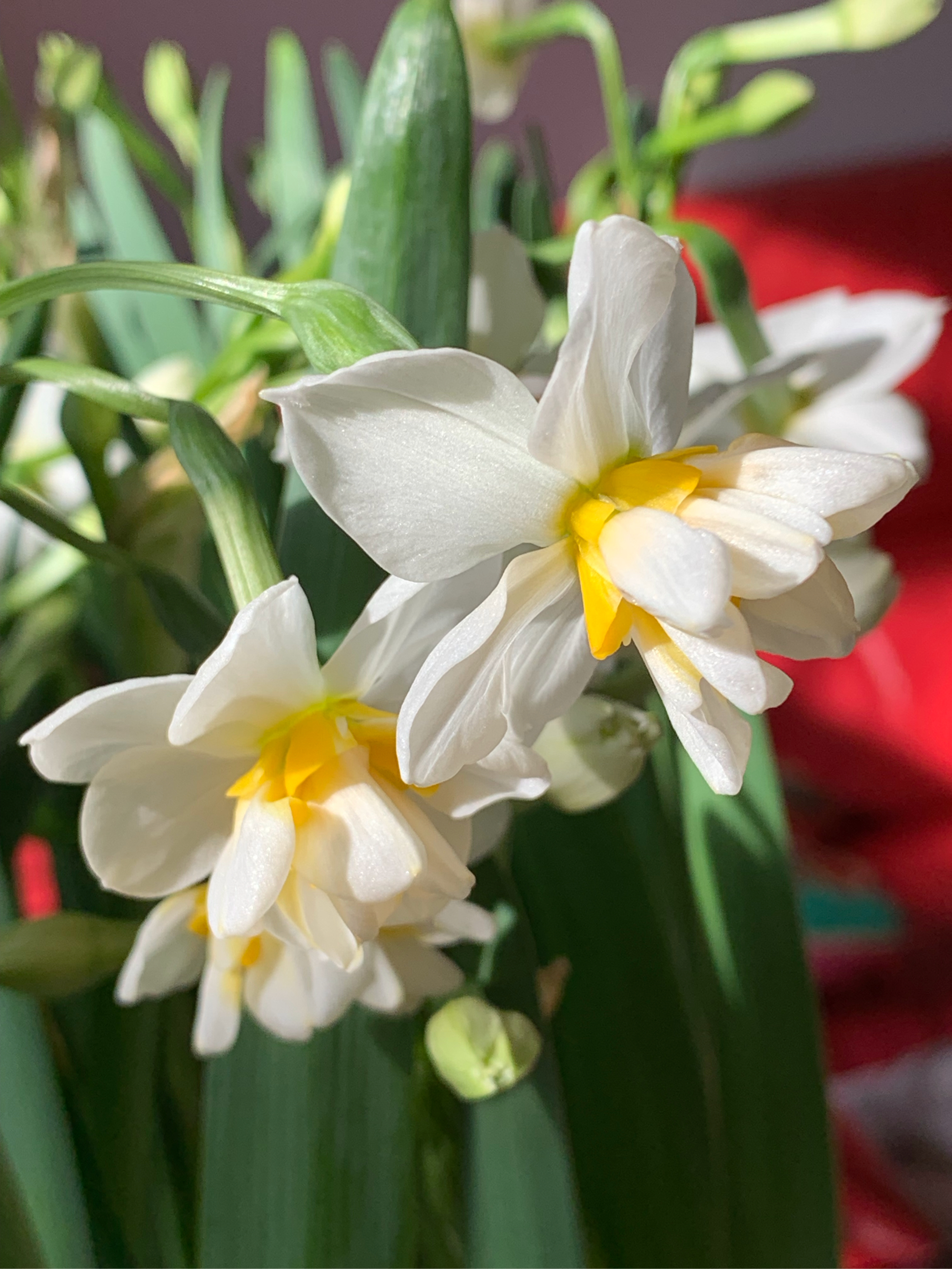 水仙花的样子花瓣图片