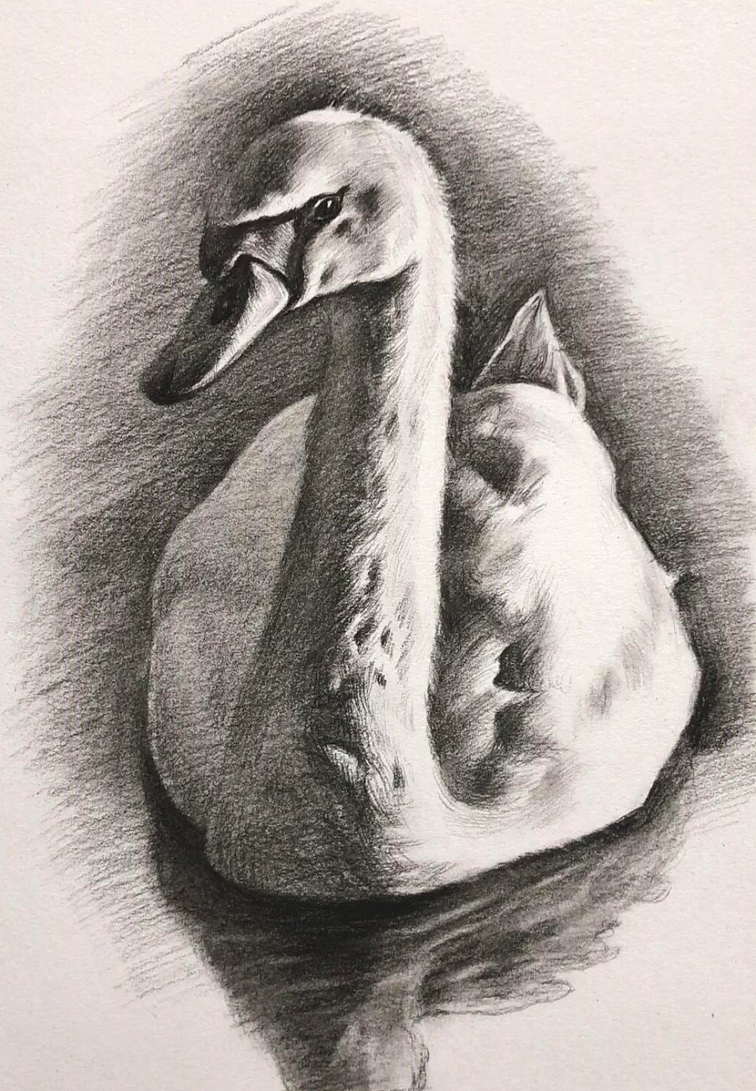 白天鹅素描绘画过程[鼓掌]#乐享周末分享吧# #长假读书清单