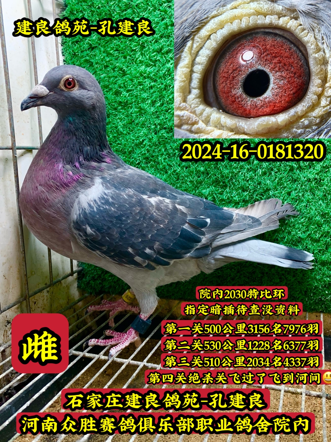 建良鸽苑孔建良四关赛鸽挑战赛雌鸽绝杀关成功飞越河间
