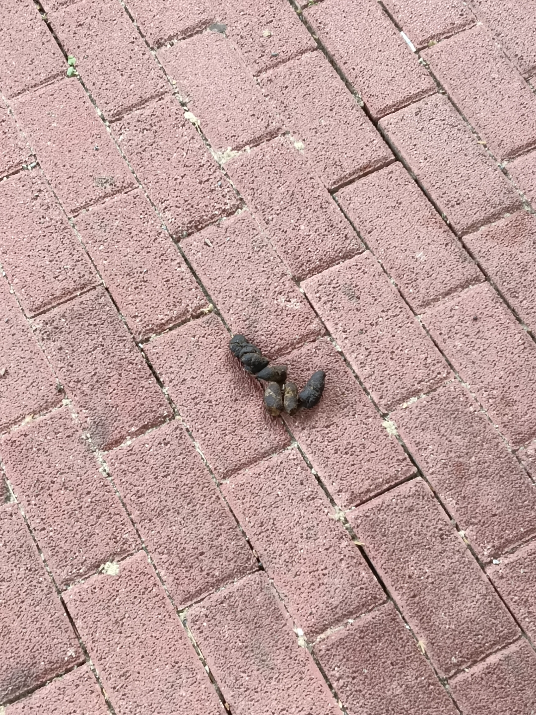 这类情况基本随处可见,我尊重每个人的喜好,宠物也确