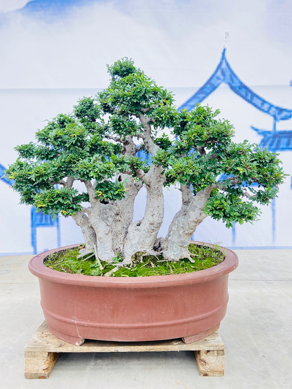 一本多杆榆树 相思树盆景