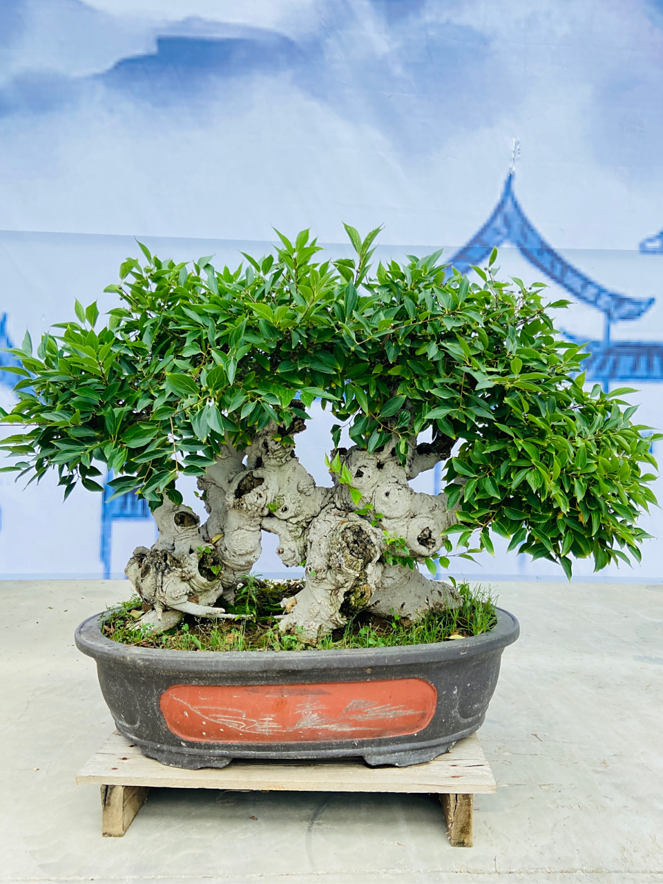 一本多杆榆树 相思树盆景