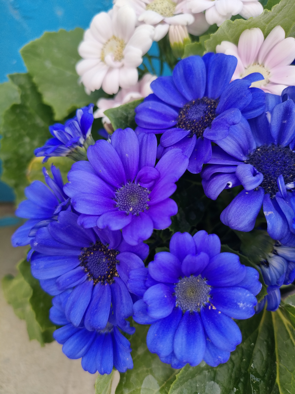 蓝色瓜叶菊花,这么蓝的花第一次见.