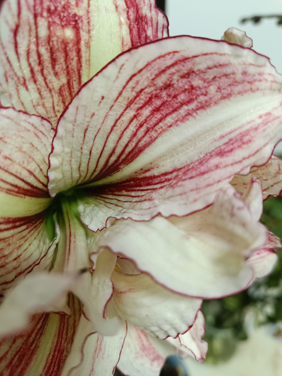 朱顶红"安吉拉",很多花友心心念念的品种,即便一厘米七八十块都有人要