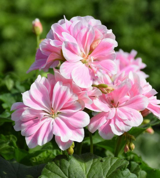 那就不得不提天竺葵了,它很耐造,能开花,又好养的花卉,随便丢院子都能