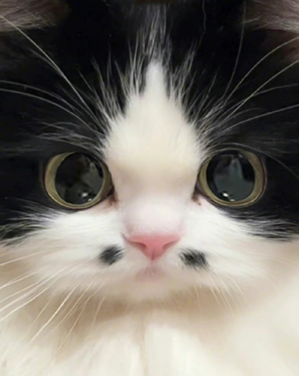 猫咪是自带酒窝吗?朋友说是八嘎猫,这是在瞪着大眼睛表示抗议呢吧?