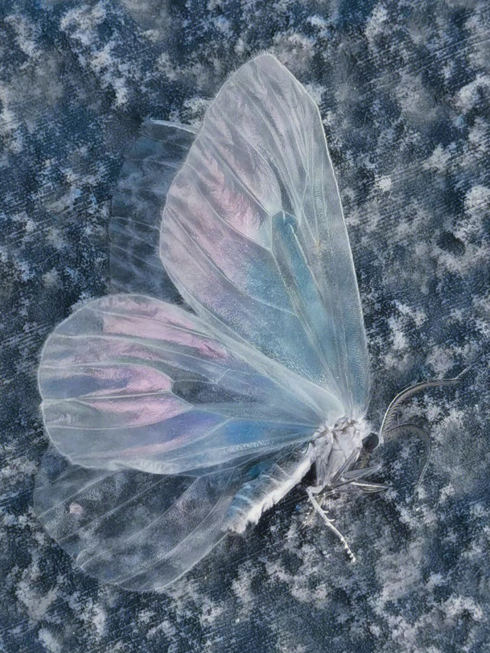 已经没有了生命的蝴蝶,翅膀美的很梦幻,漂亮!