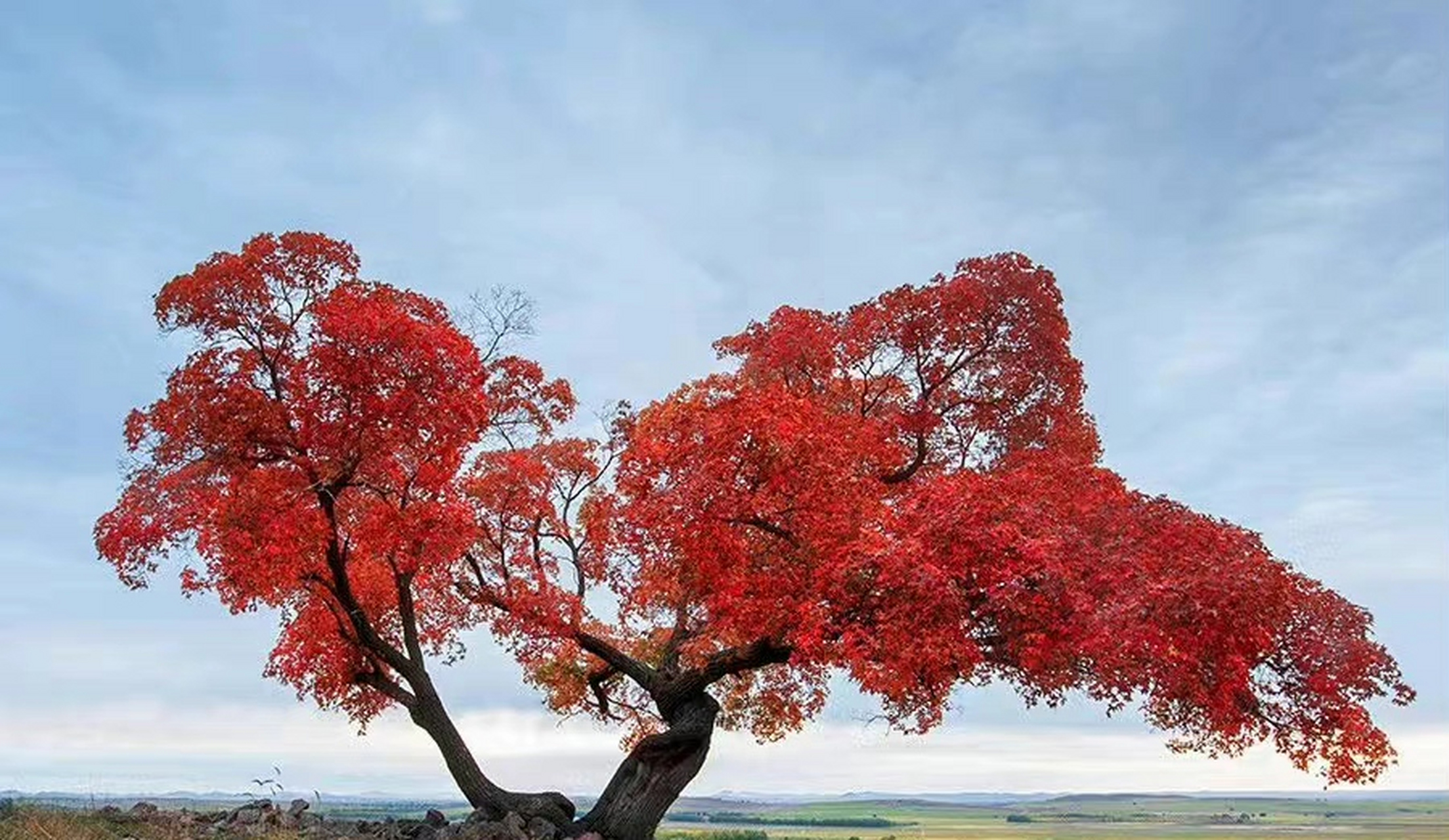 内蒙古科尔沁一棵枫树,在一年四季中的变化.