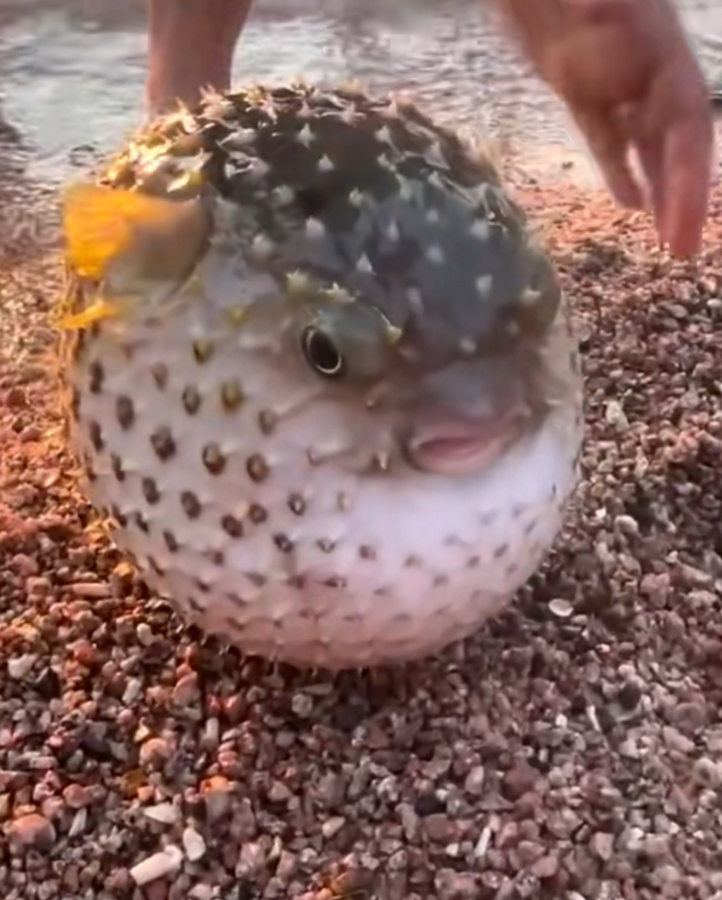 河豚气鼓鼓的样子好可爱,不知道能不能找个鱼缸,把它养在家里?