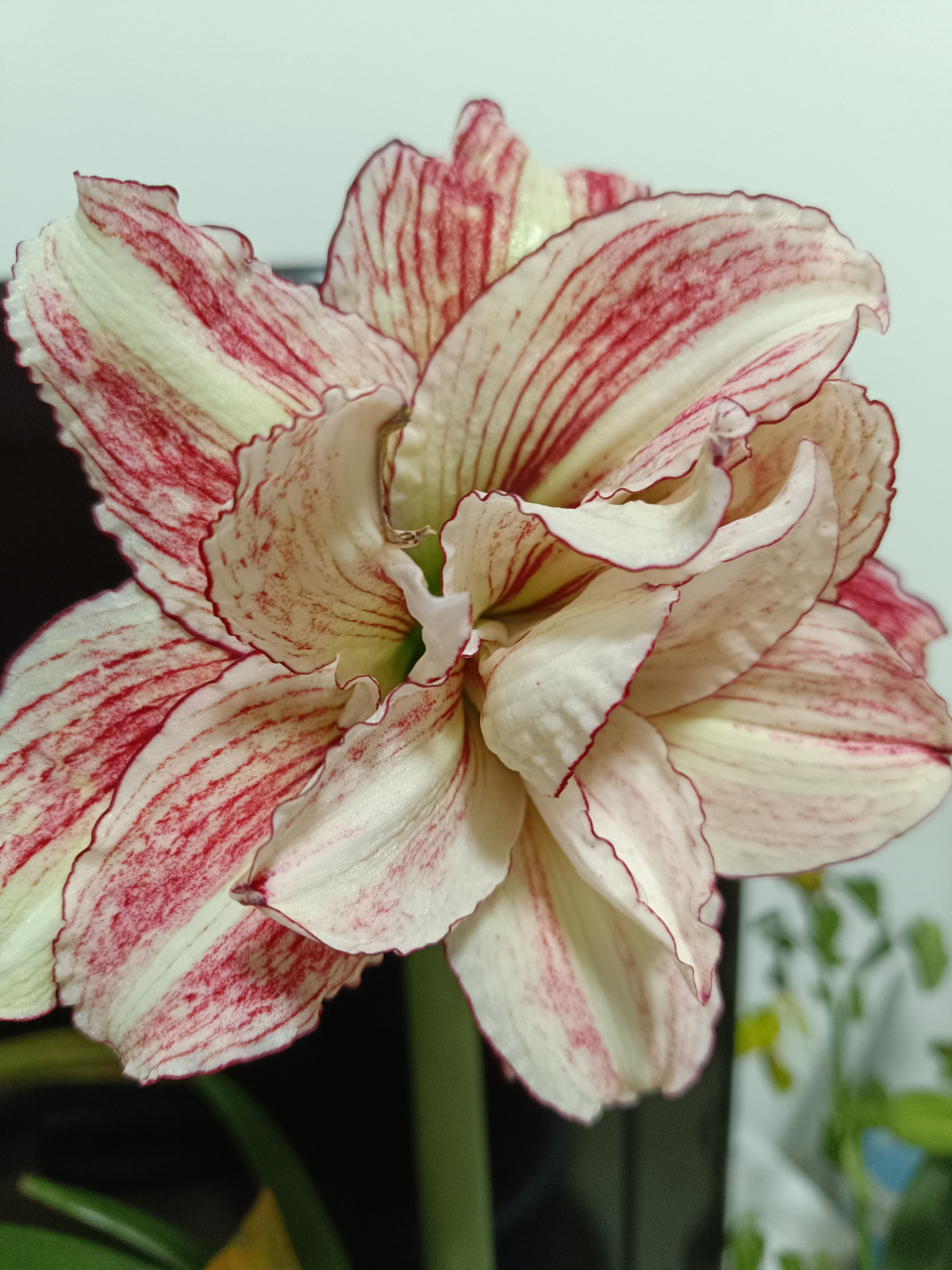 朱顶红"安吉拉",很多花友心心念念的品种,即便一厘米七八十块都有人要