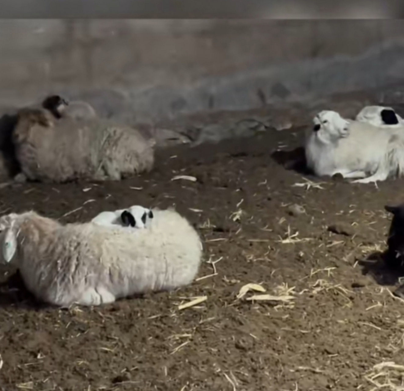 地上太冷了,小羊羔们都躺在妈妈身上睡觉.
