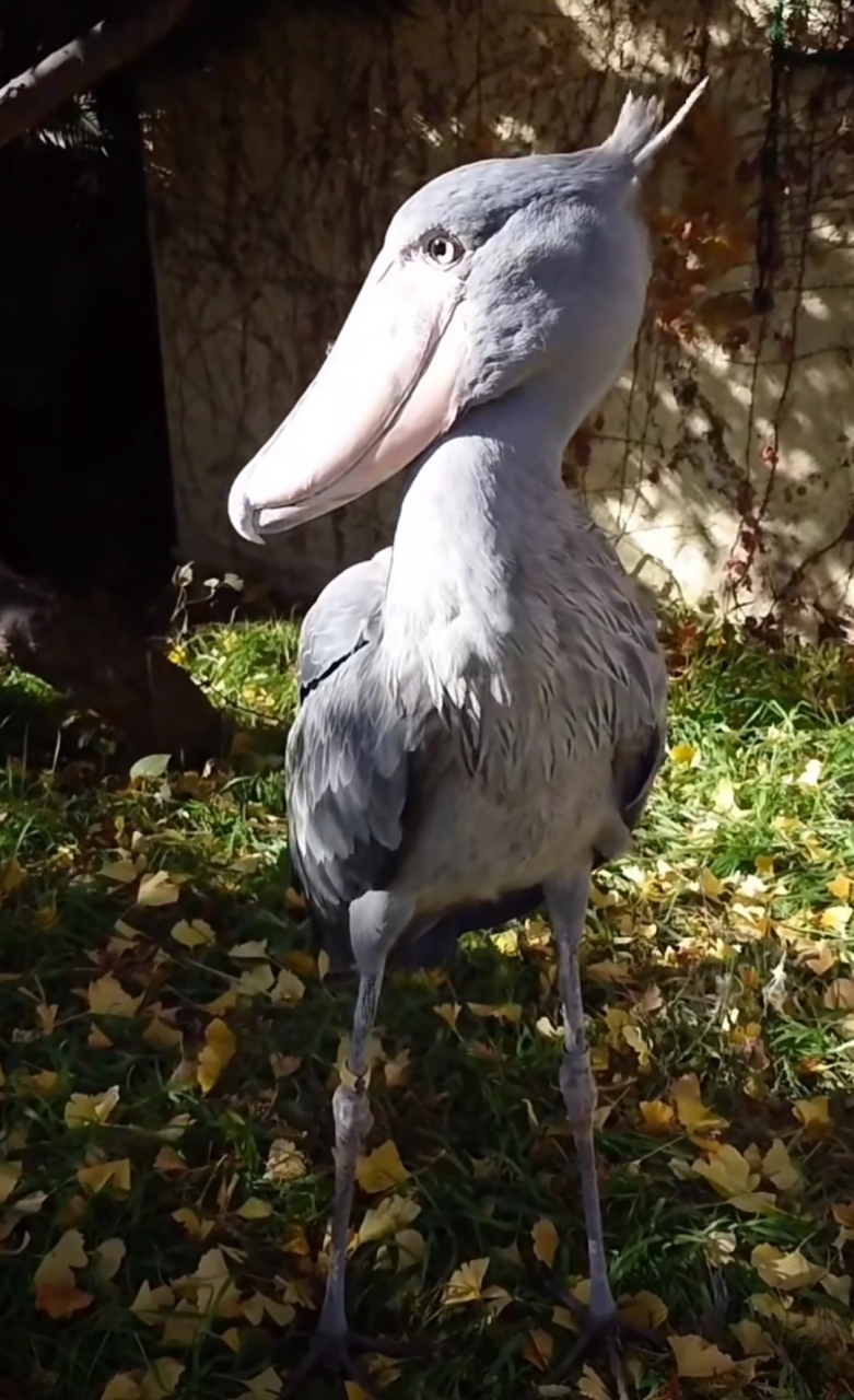 这只鸟好特别啊!嘴巴好长,不知道是不是吃鱼的?