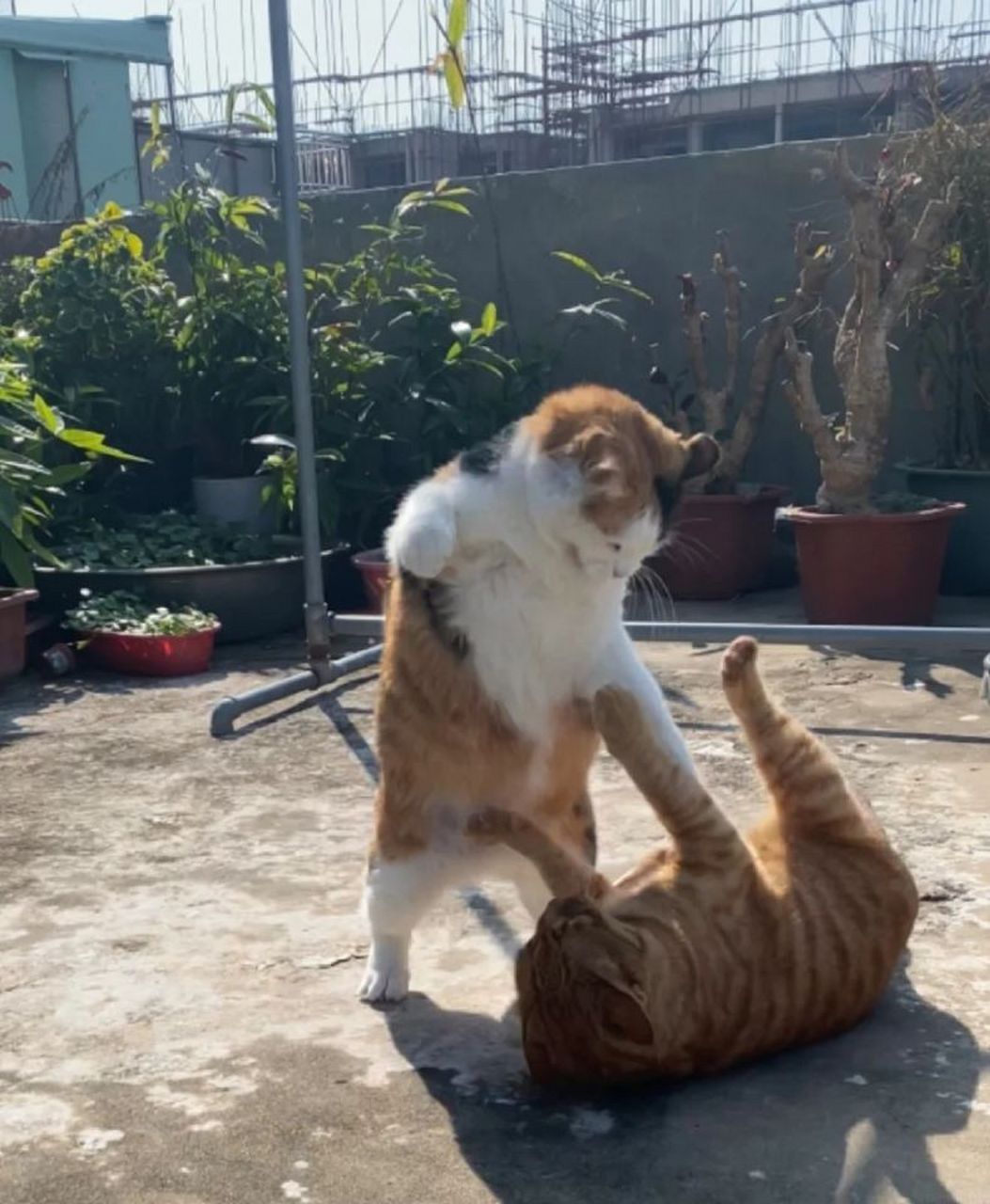 功夫猫!大橘,你有点怂啊!就甘心被人家摁着揍啊?