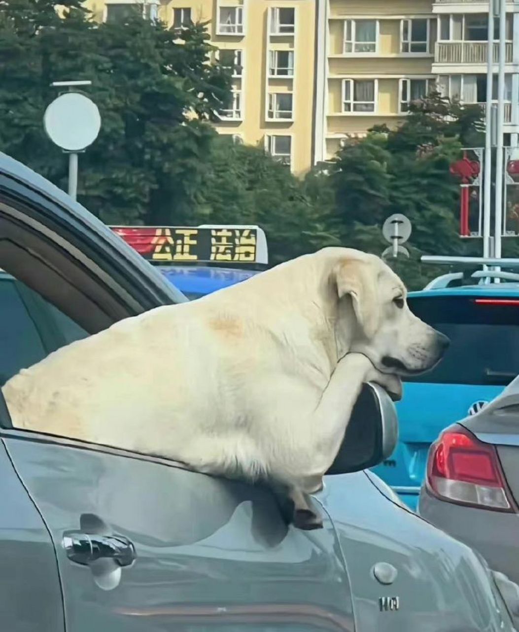 遇上堵車,狗子也會表現出無奈的表情啊!看來誰都不喜歡堵車.