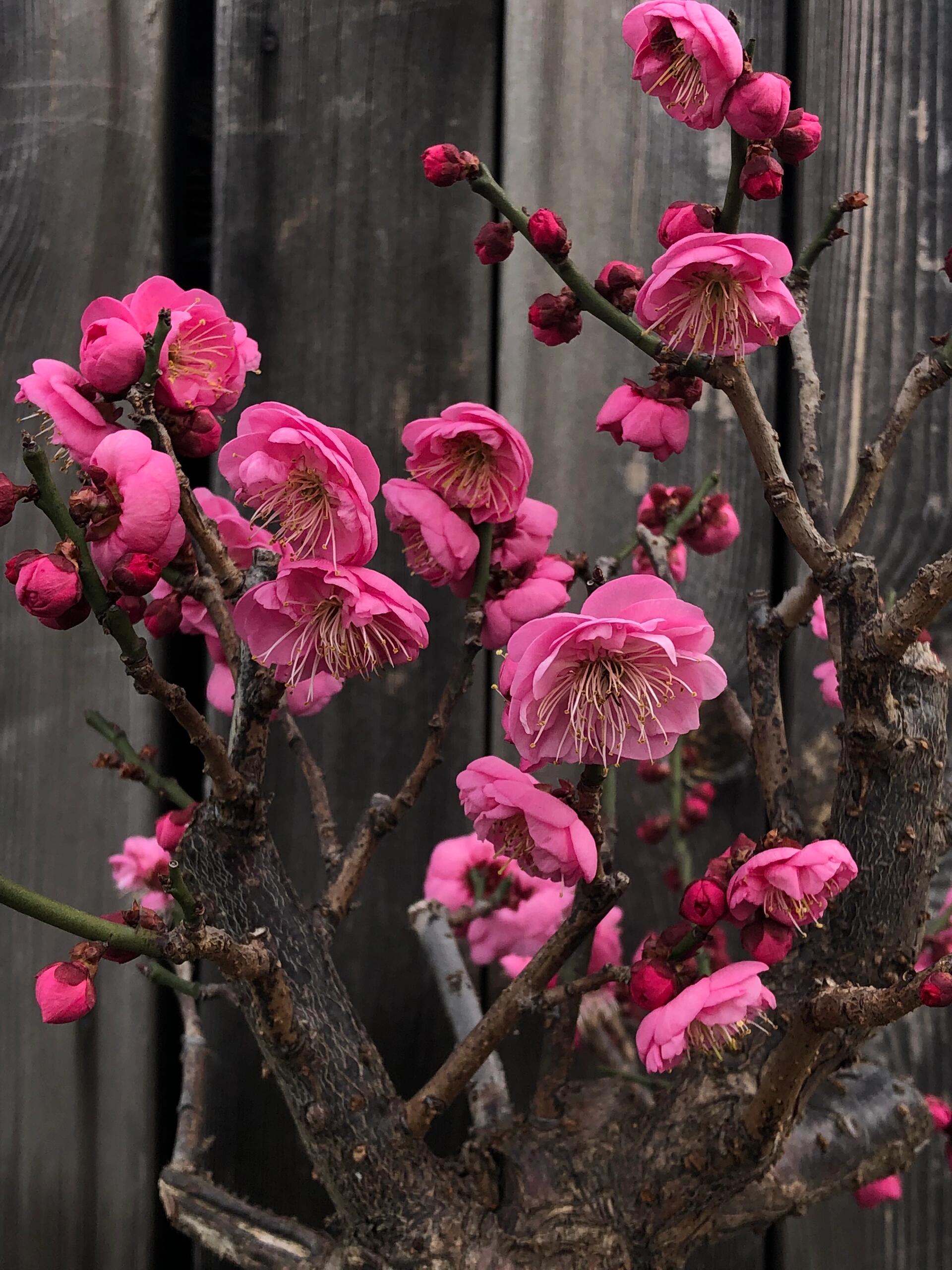 梅花有什么特点开花图片