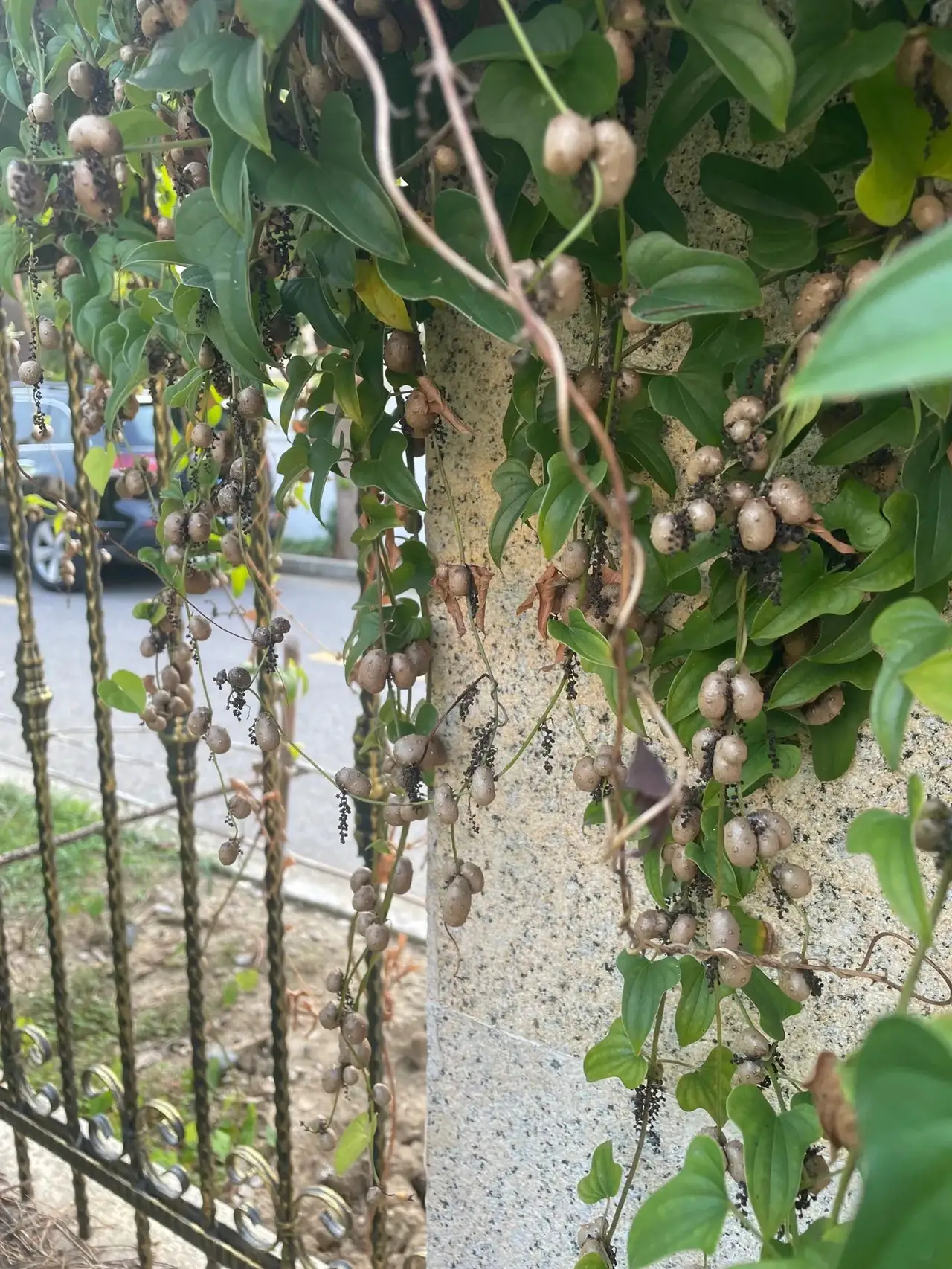 乐享周末分享吧#在我的印象中,山药豆是长在土里的,成熟了需要挖出来