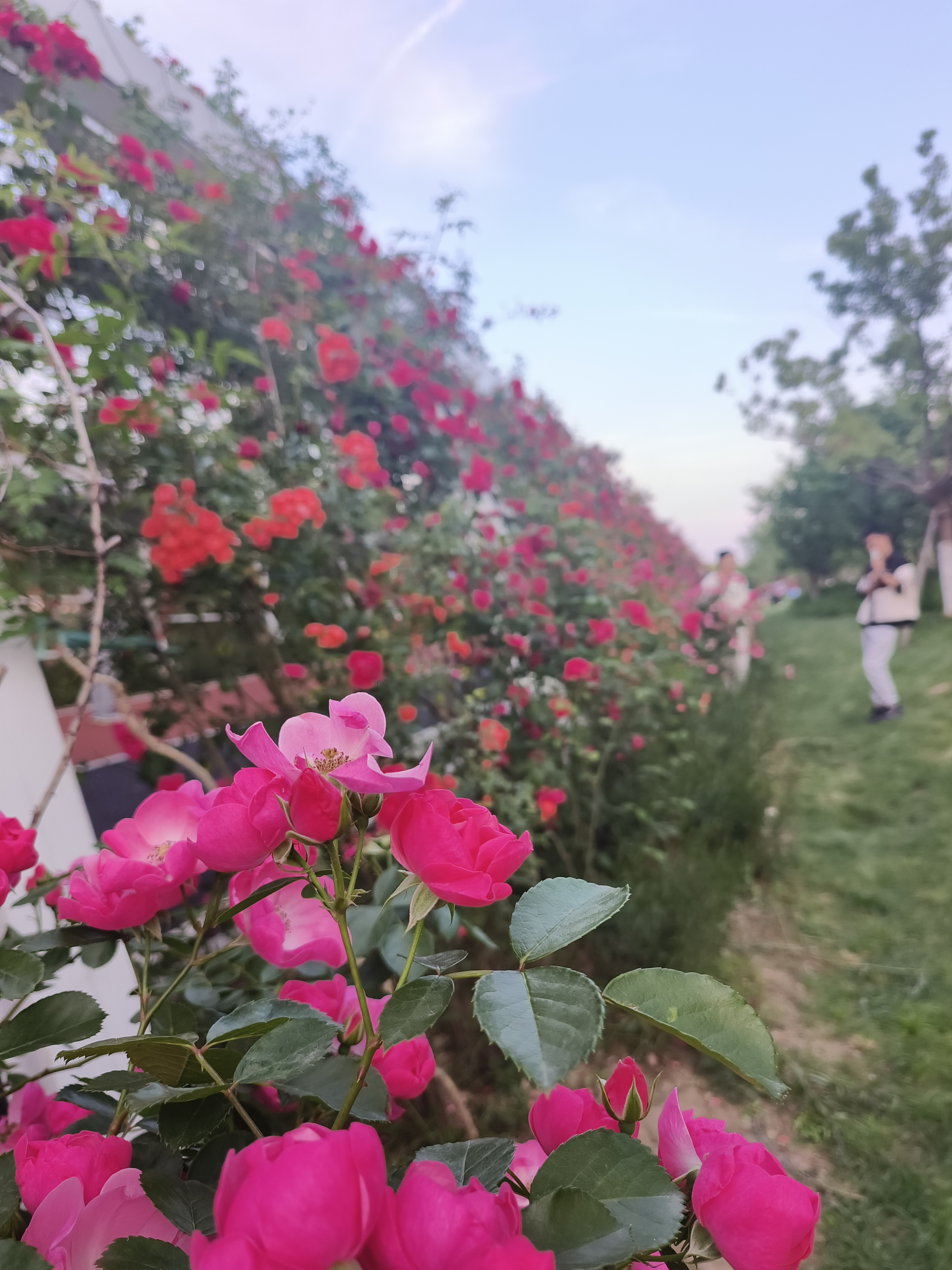 骆岗公园蔷薇花廊还是不错的,白色雏菊花海特别仙,这两处景色美人少.