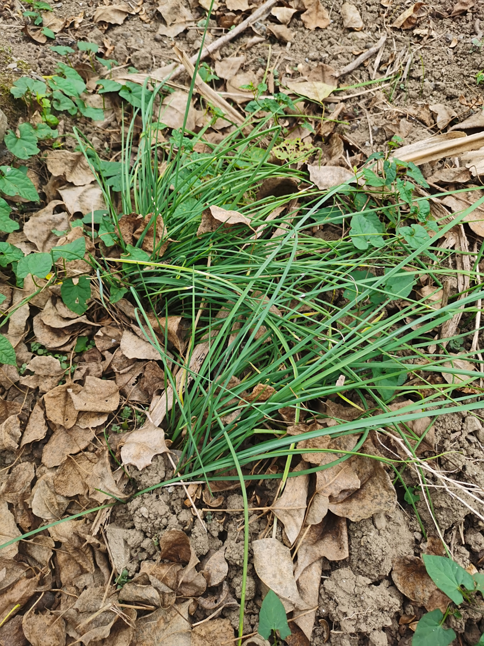 散步看到几窝野葱.
