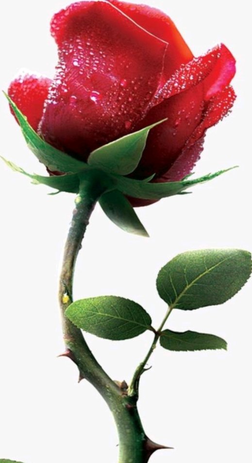 得不到应有的尊重, 那就收回你的善良, 做一朵带刺的玫瑰!