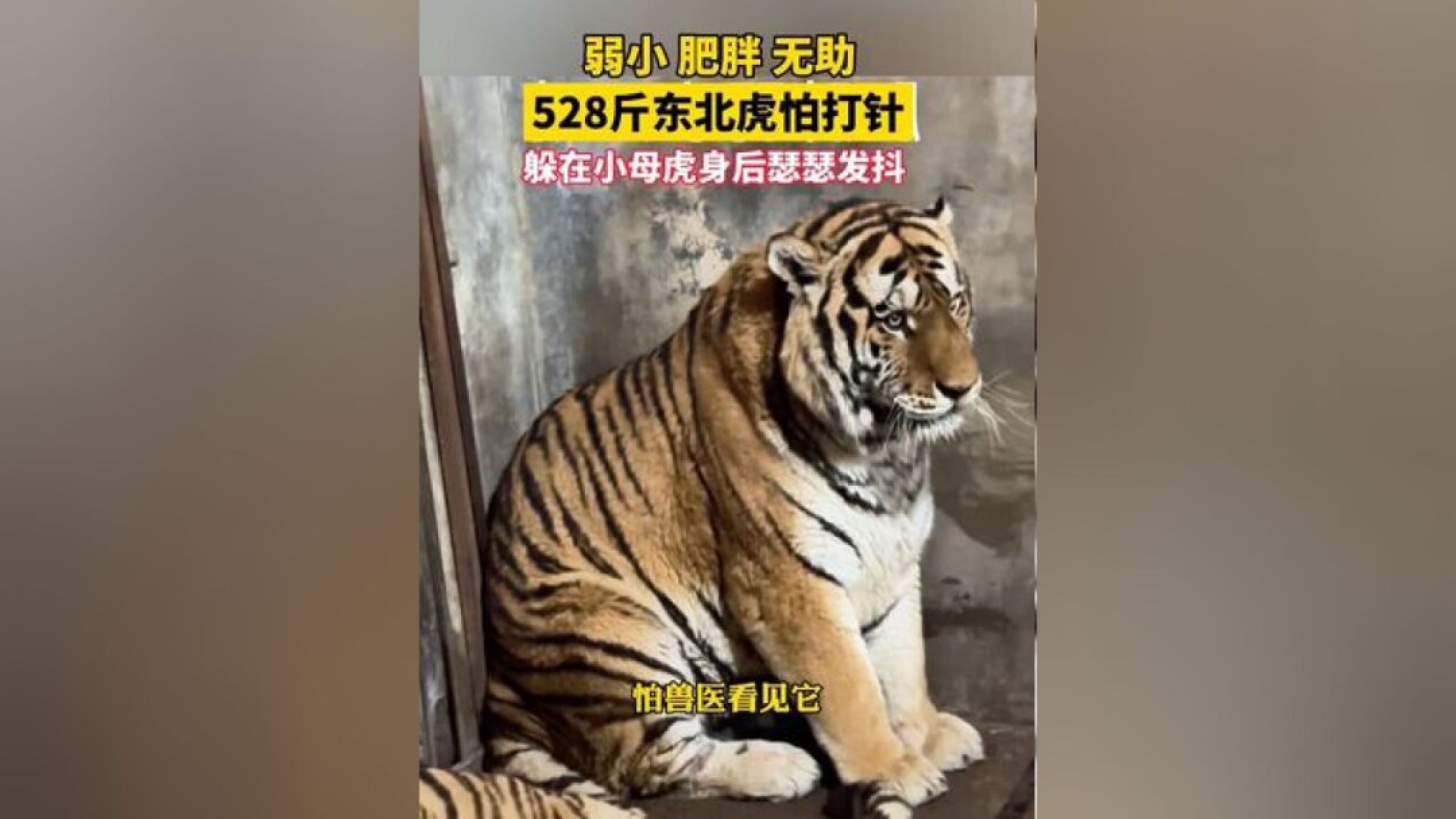 关于老虎的新闻(最近关于老虎的新闻)