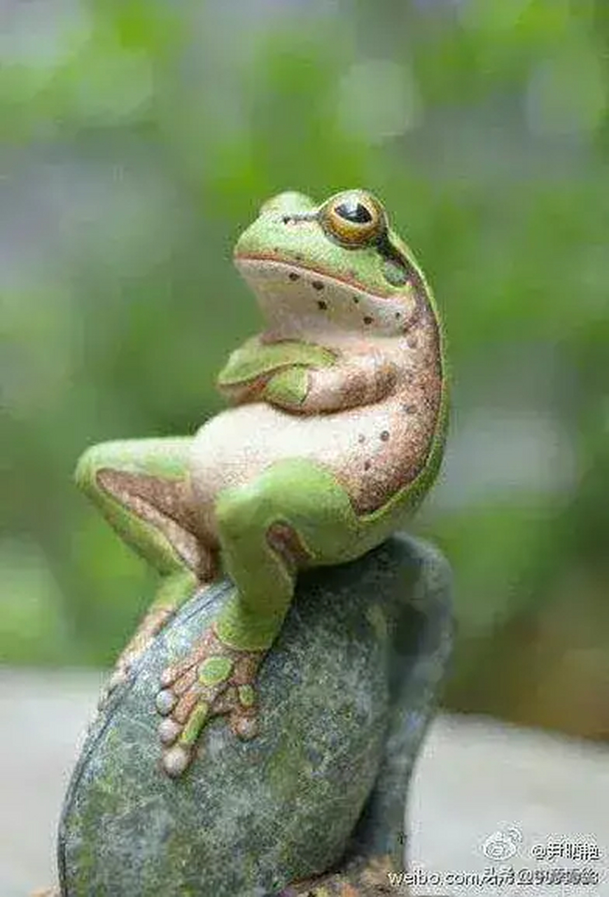 再说青蛙 一只周游世界的青蛙坐在井边石头上休息,忽然听到井里有两只