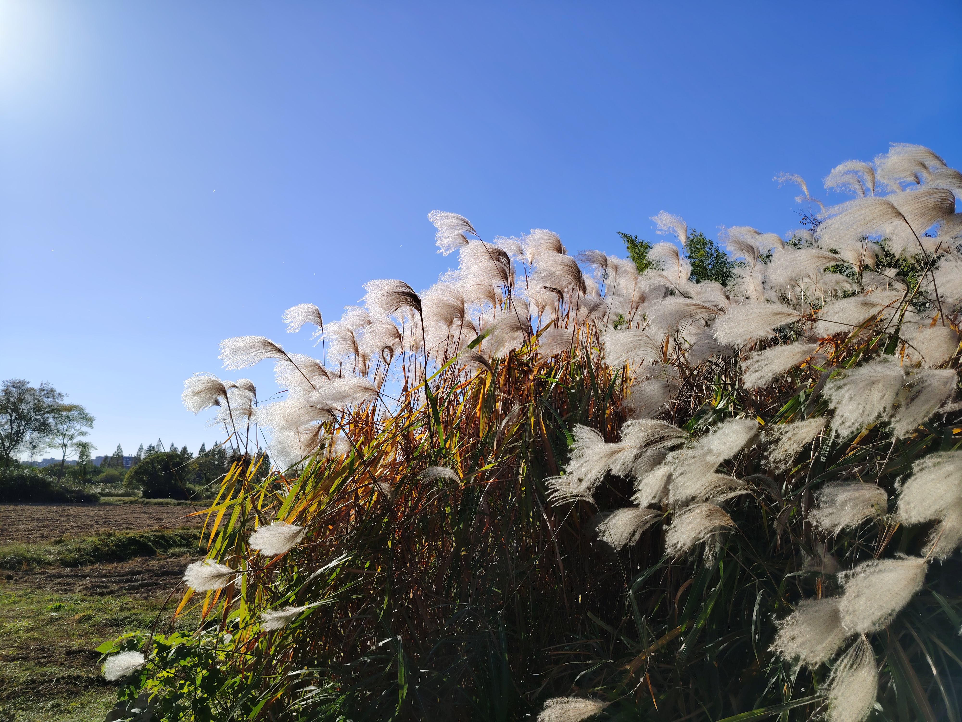 芦苇荡 阳光下的芦苇丛,摇曳的风景仿佛在诠释着自由的浪漫.