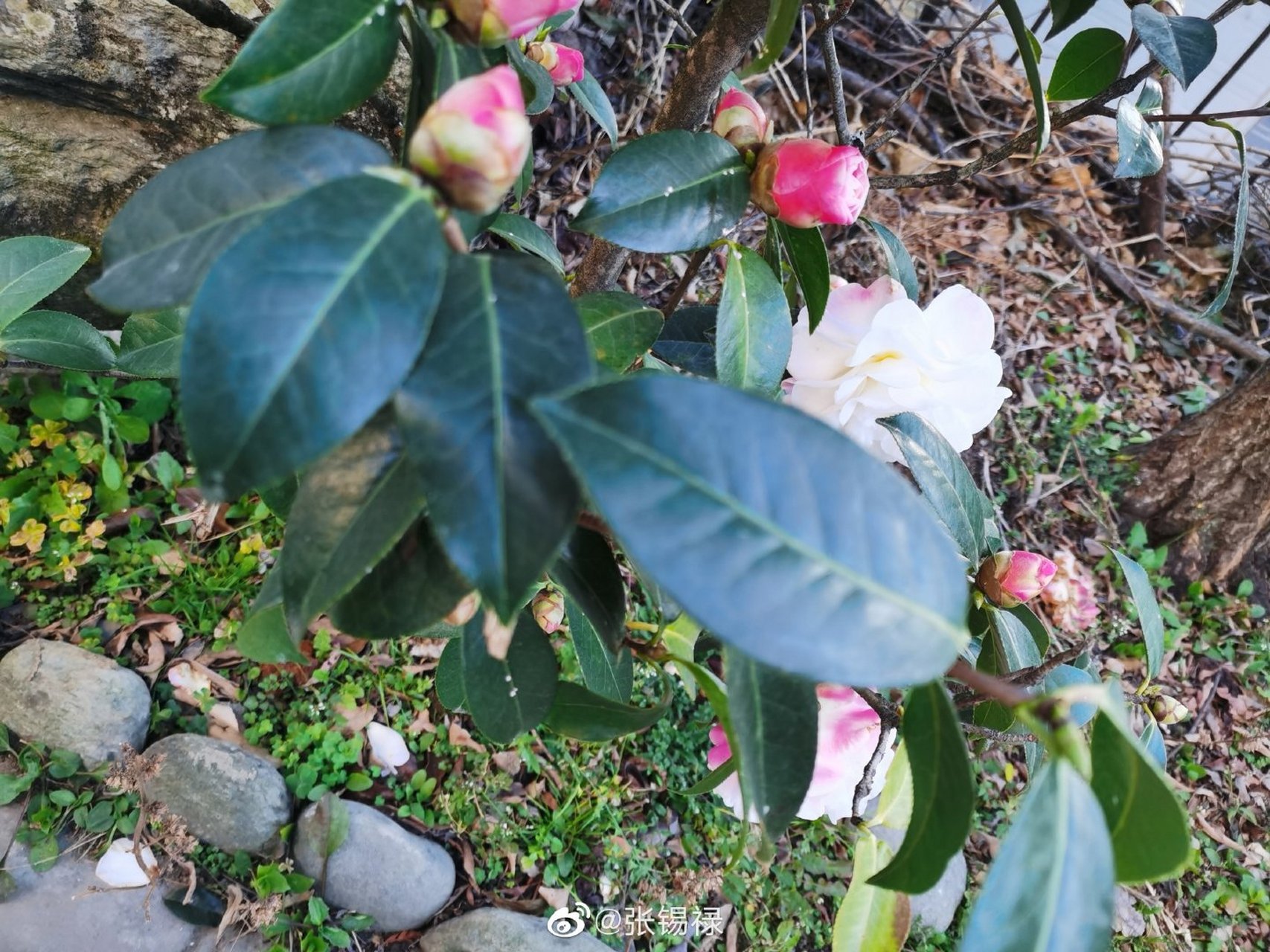 大理名茶花童子面