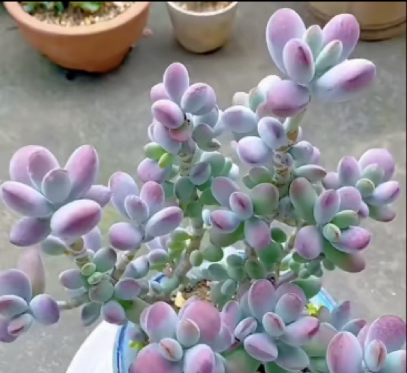 多肉小精灵,萌态十足,为阳台注入无限生机与绿意.