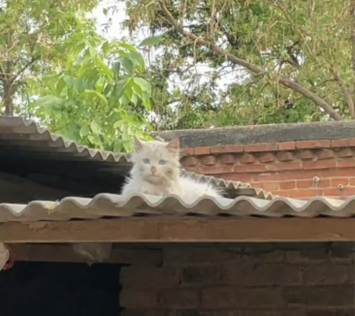 屋顶上的猫图片背影图片