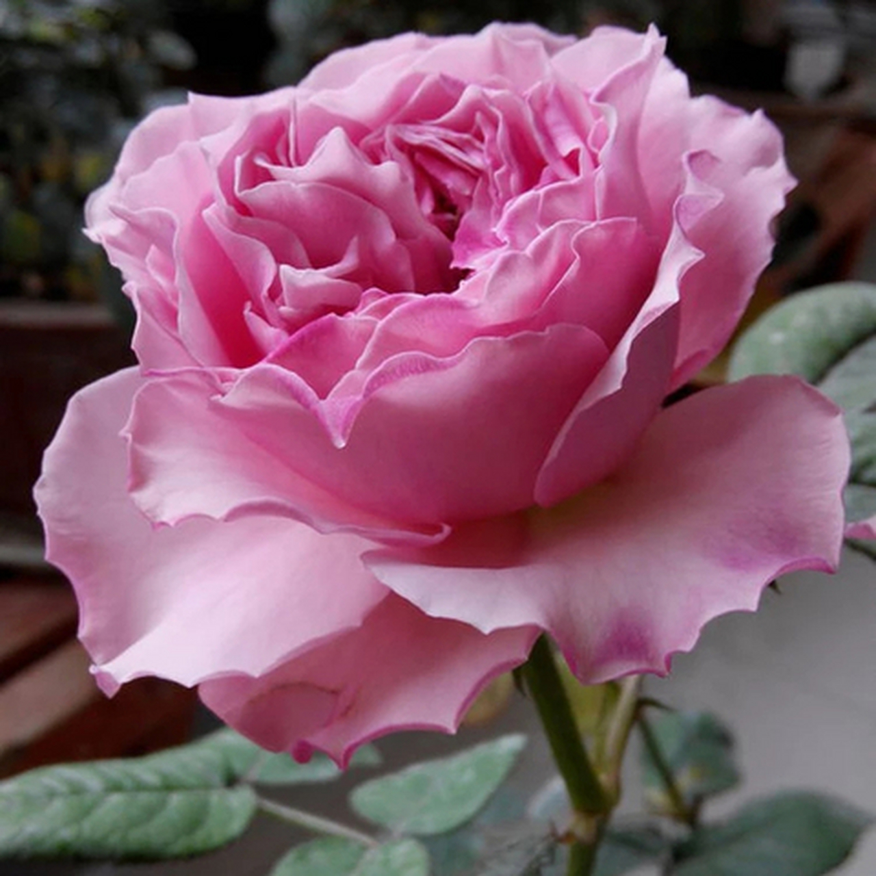 禁忌感官月季花丨百花吟之一百一十九  本来俏丽美无瑕, 谁取酸名笑