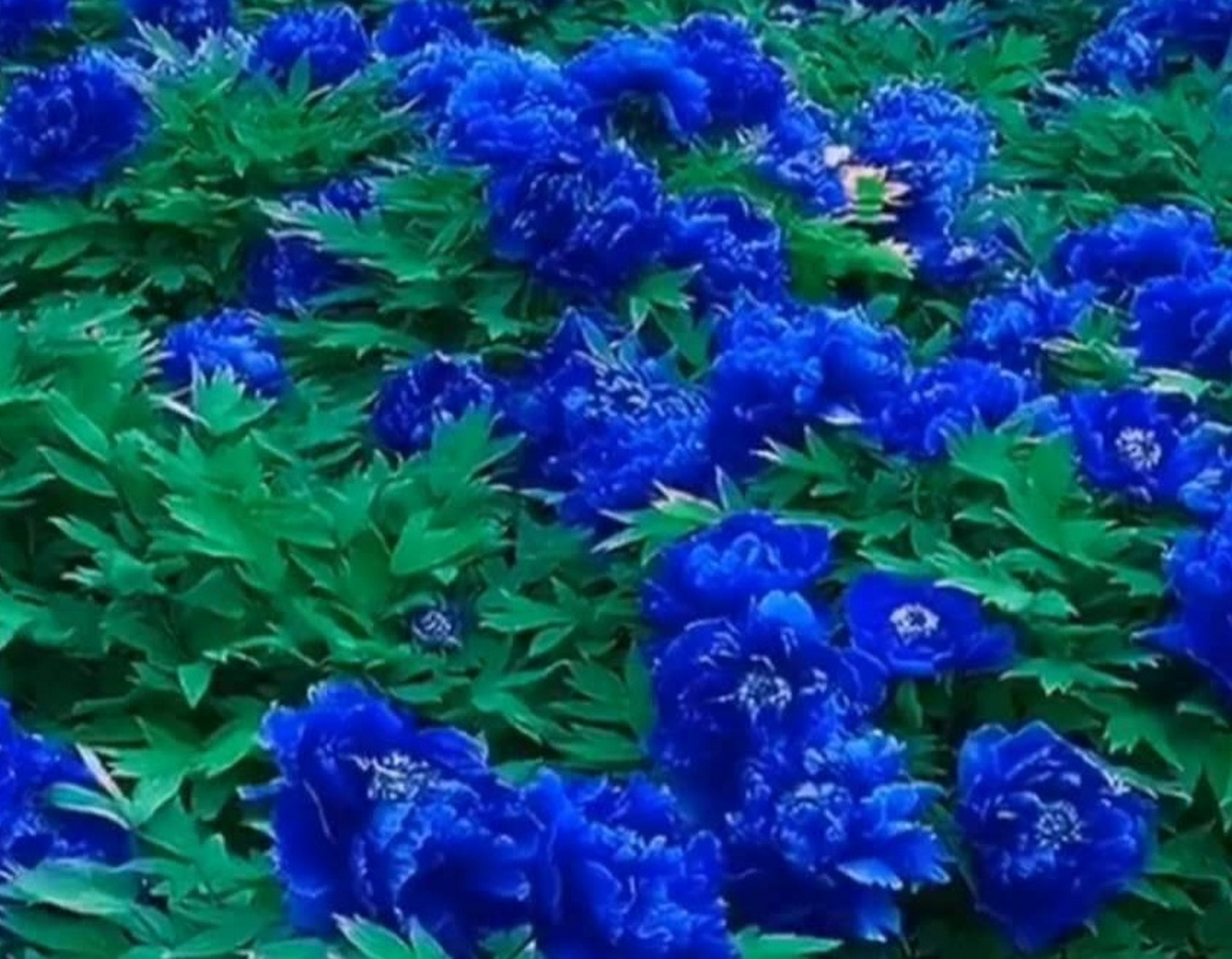 蓝牡丹花丨百花吟之一百一十 蓝颜入目岂平常, 惊诧休疑我色盲.