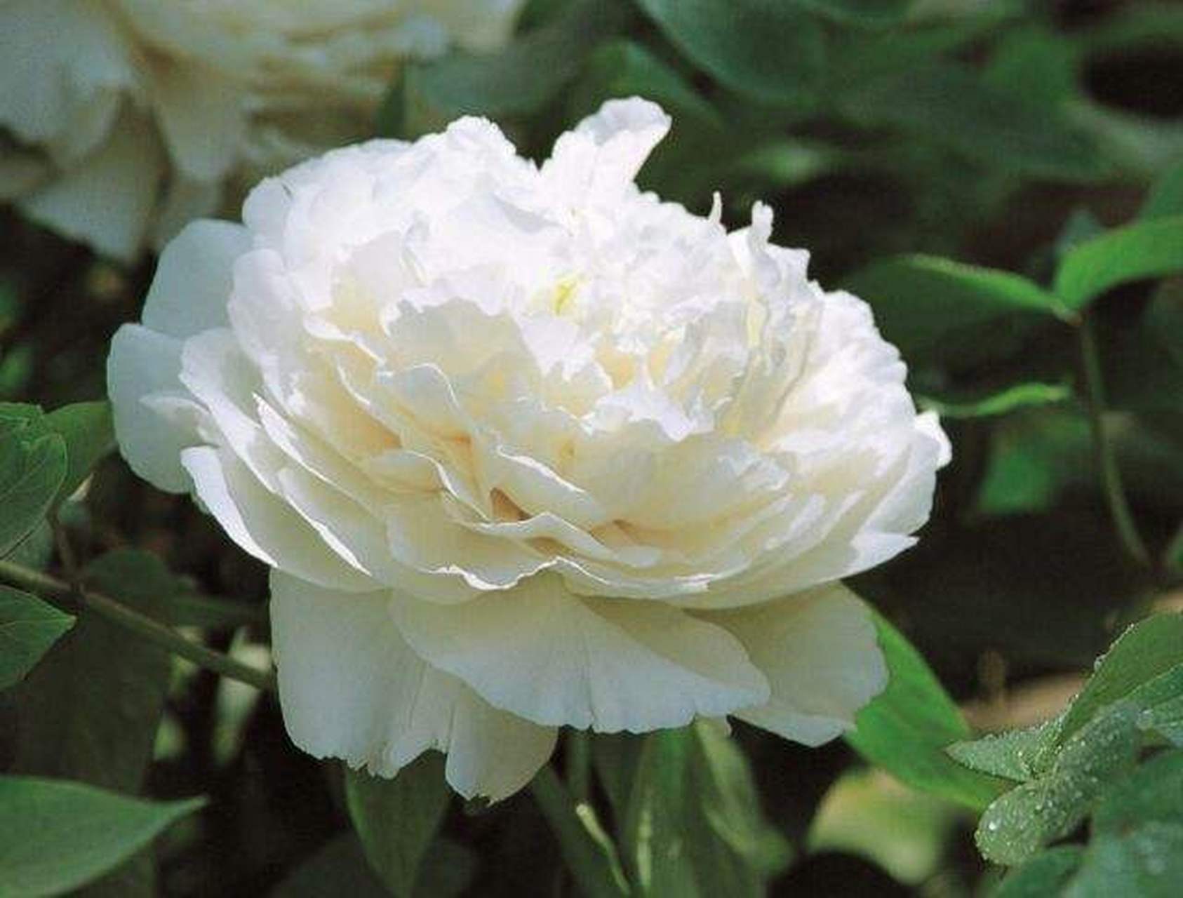 白牡丹花丨百花吟之一百零八  鳌头独占族群中, 入药除邪有卓功.