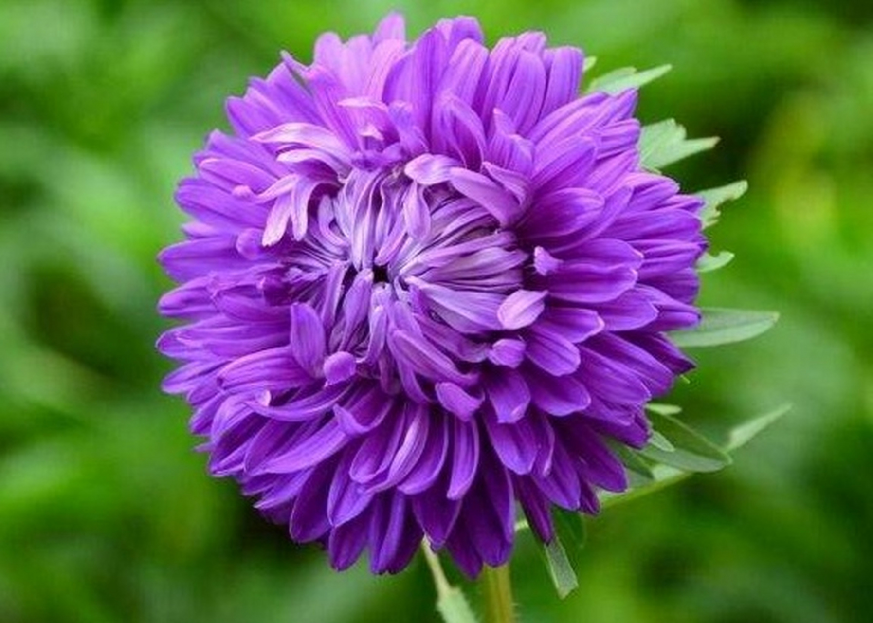 一一一一一 【菊花】花语;清净,高洁,我爱你,真情. 一一一一一