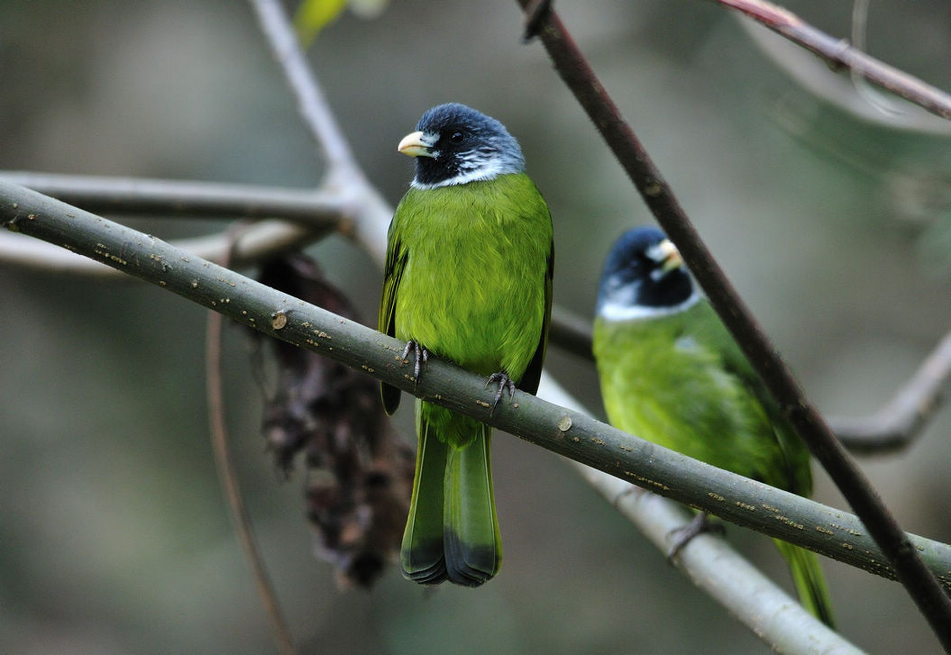 家乡惯叫青丝鸟, 吵闹成群见往来. 一一一一一