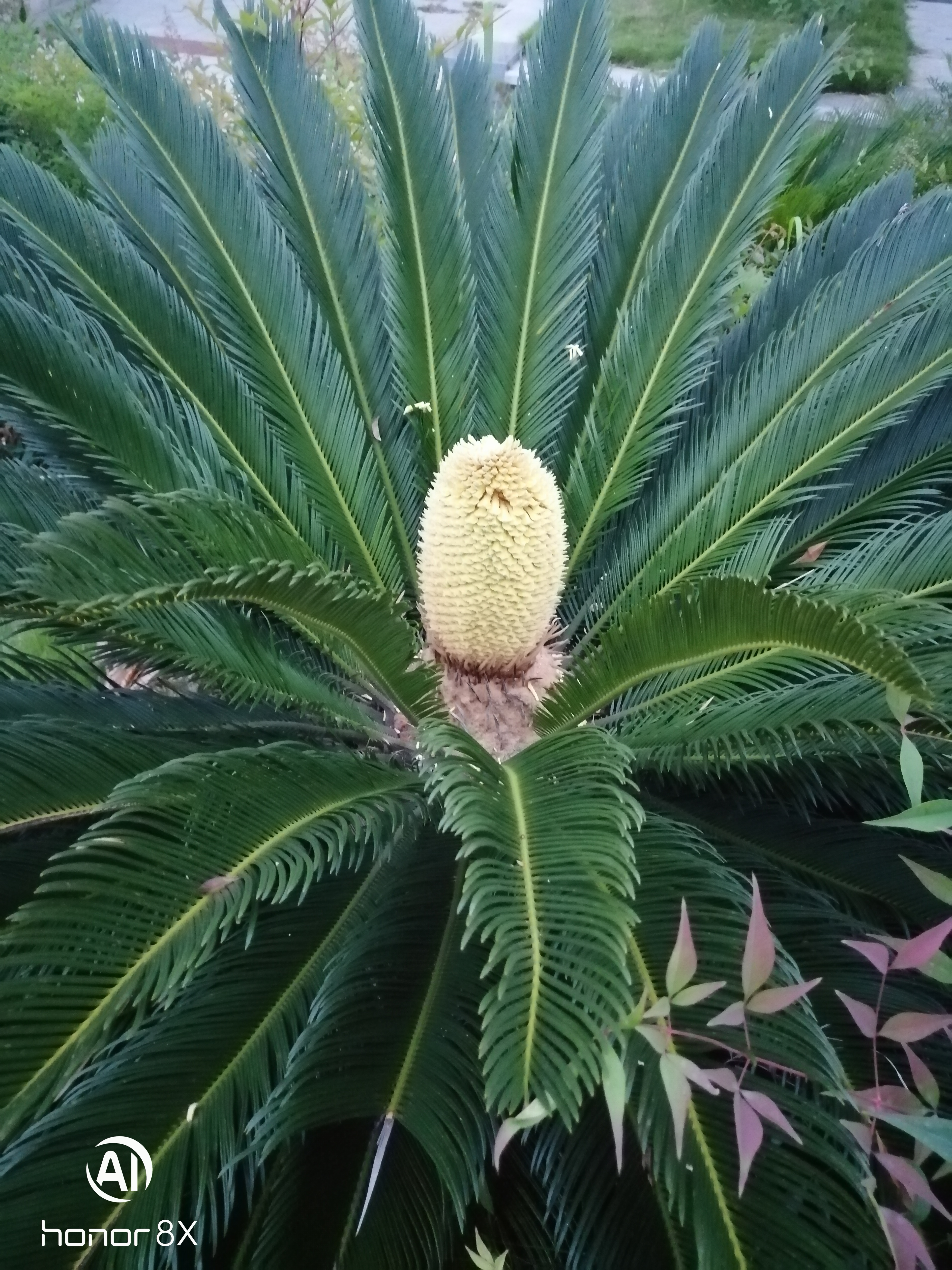 千年铁树开花图片图片