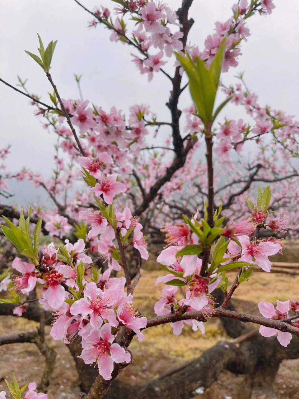 山寺桃花图片欣赏图片