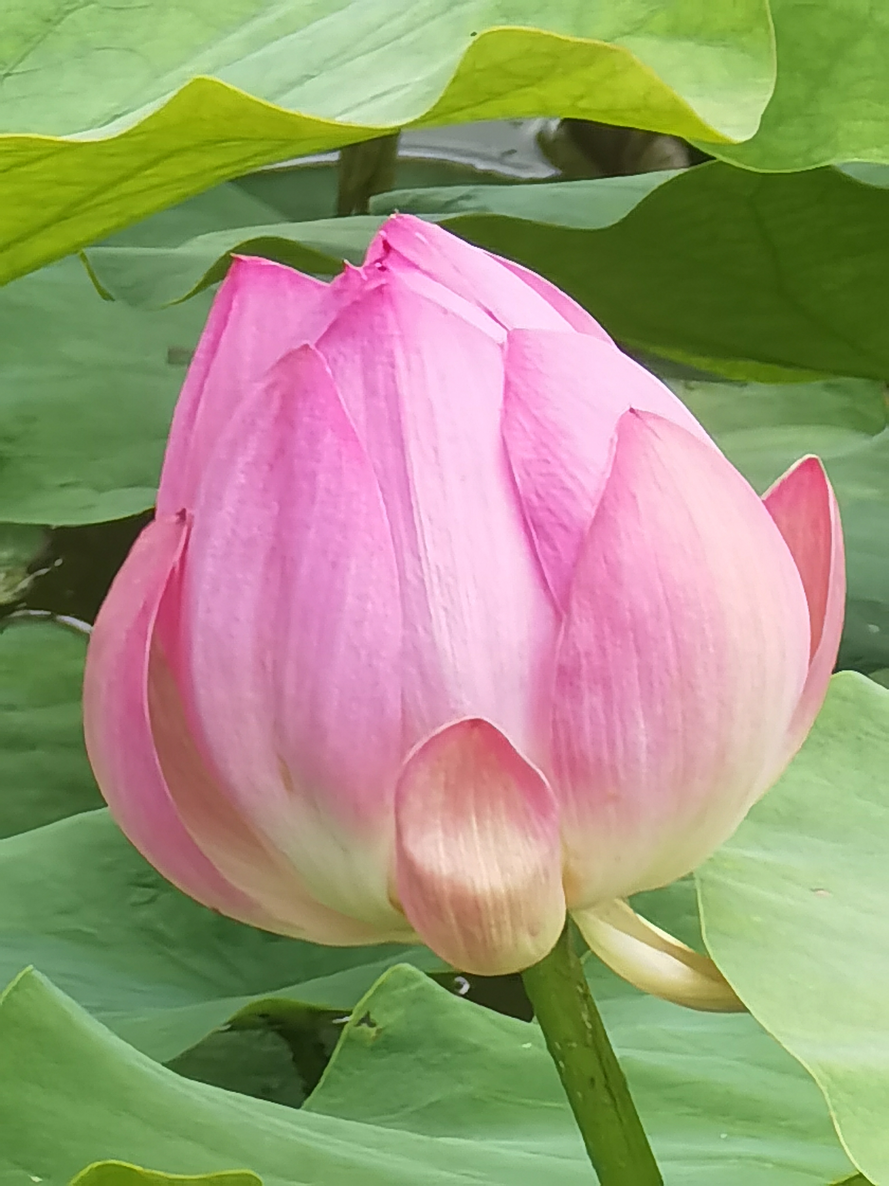 智库杨兆波:出淤泥而不染的粉红色荷花