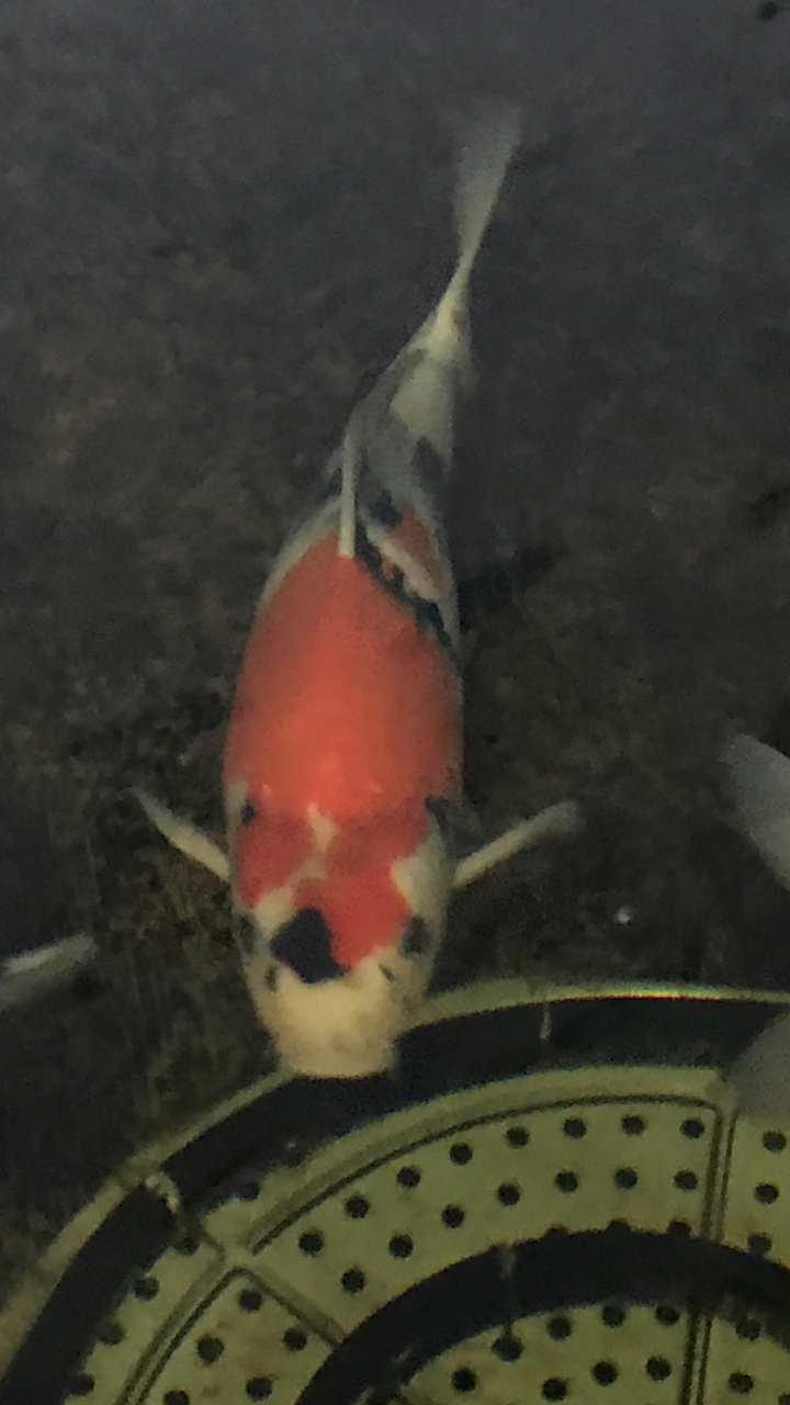 蒙娜丽莎昭和锦鲤 大日蒙娜丽莎最像它妈的一条鱼