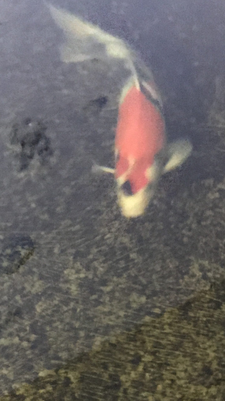 蒙娜丽莎昭和锦鲤 大日蒙娜丽莎最像它妈的一条鱼