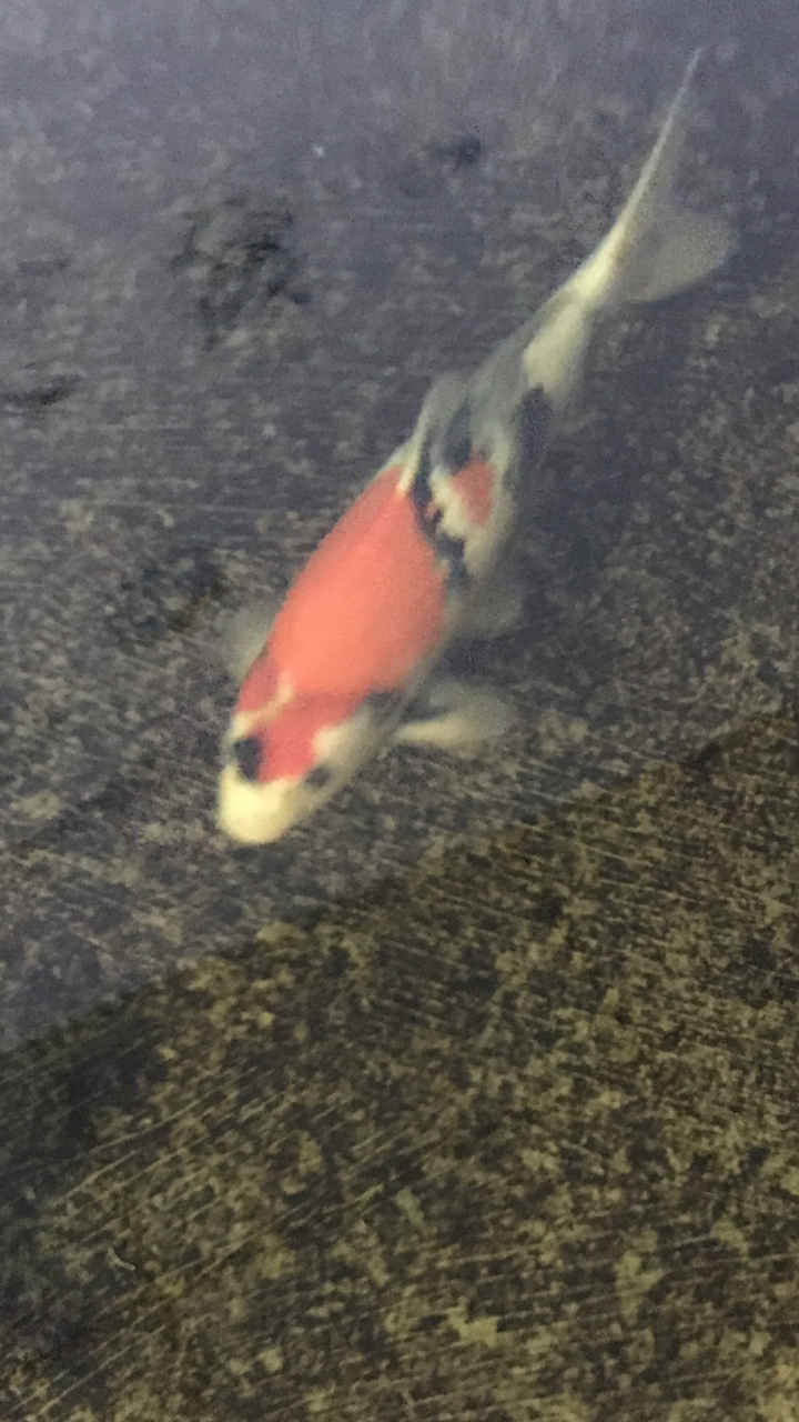 蒙娜丽莎昭和锦鲤 大日蒙娜丽莎最像它妈的一条鱼