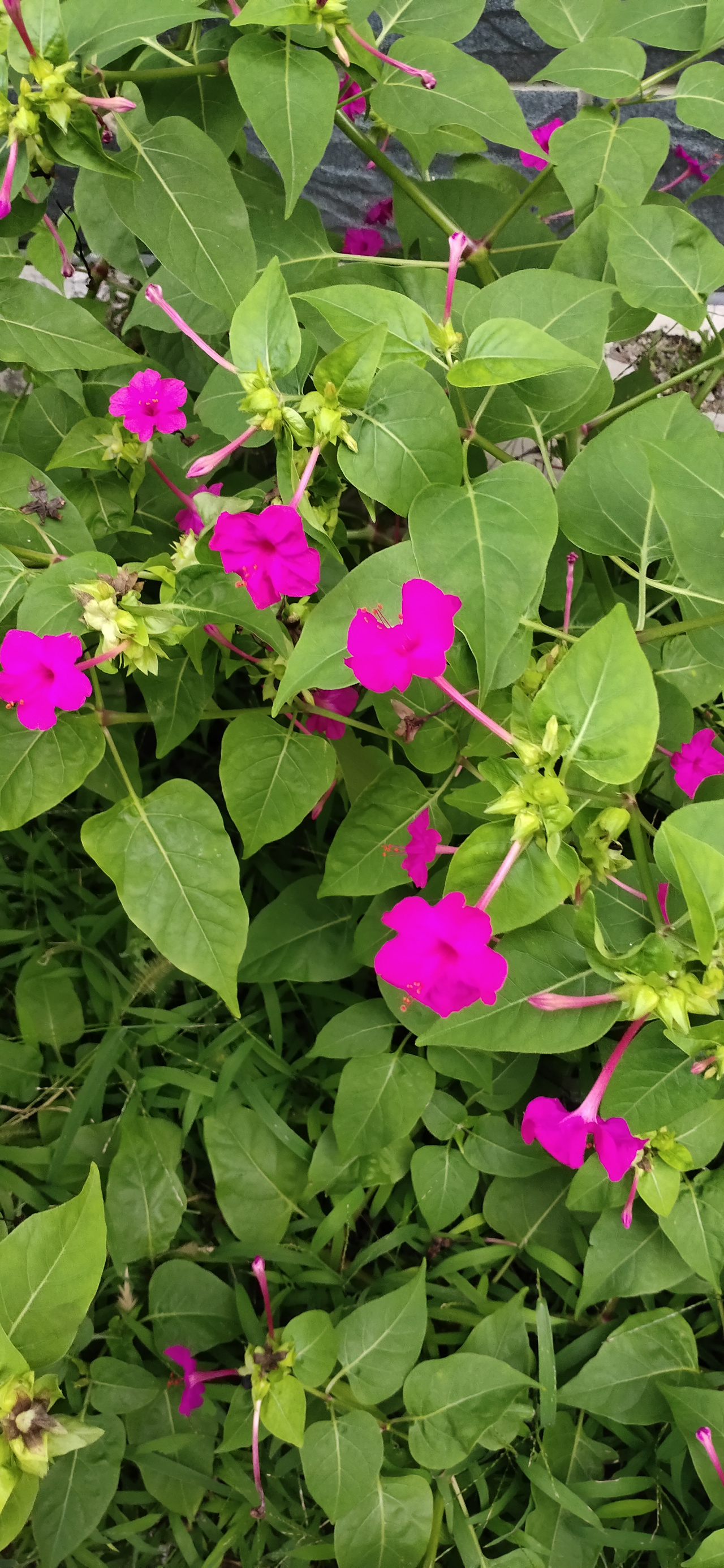 一些小朋友喜欢砸开种子,把白色的花粉涂在手上.