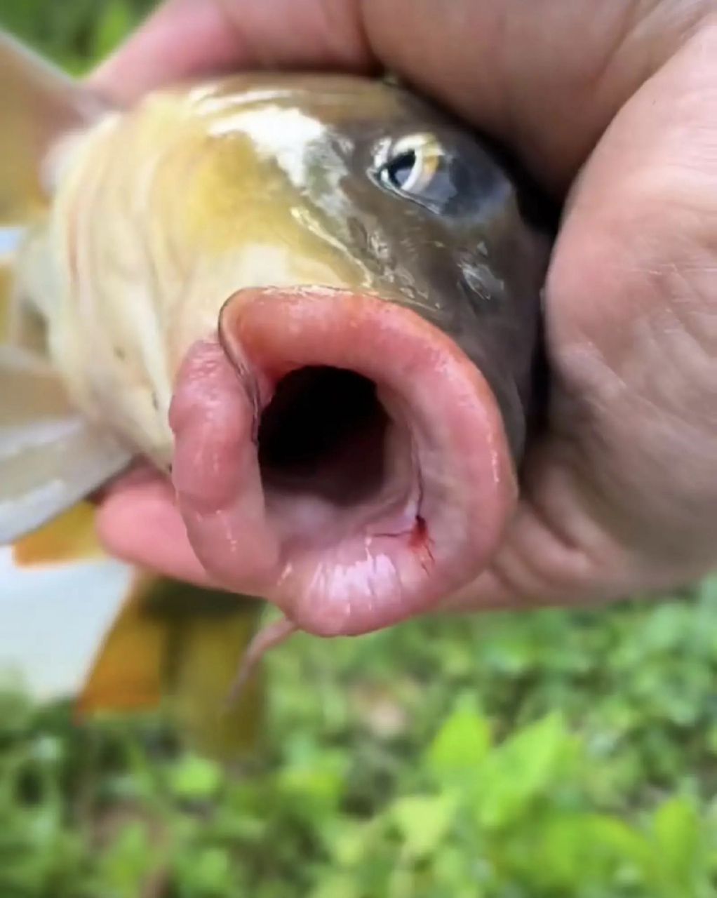 今天刚钓到的鱼,我问朋友这是什么鱼,他说这是飞机鱼,我还是第一次