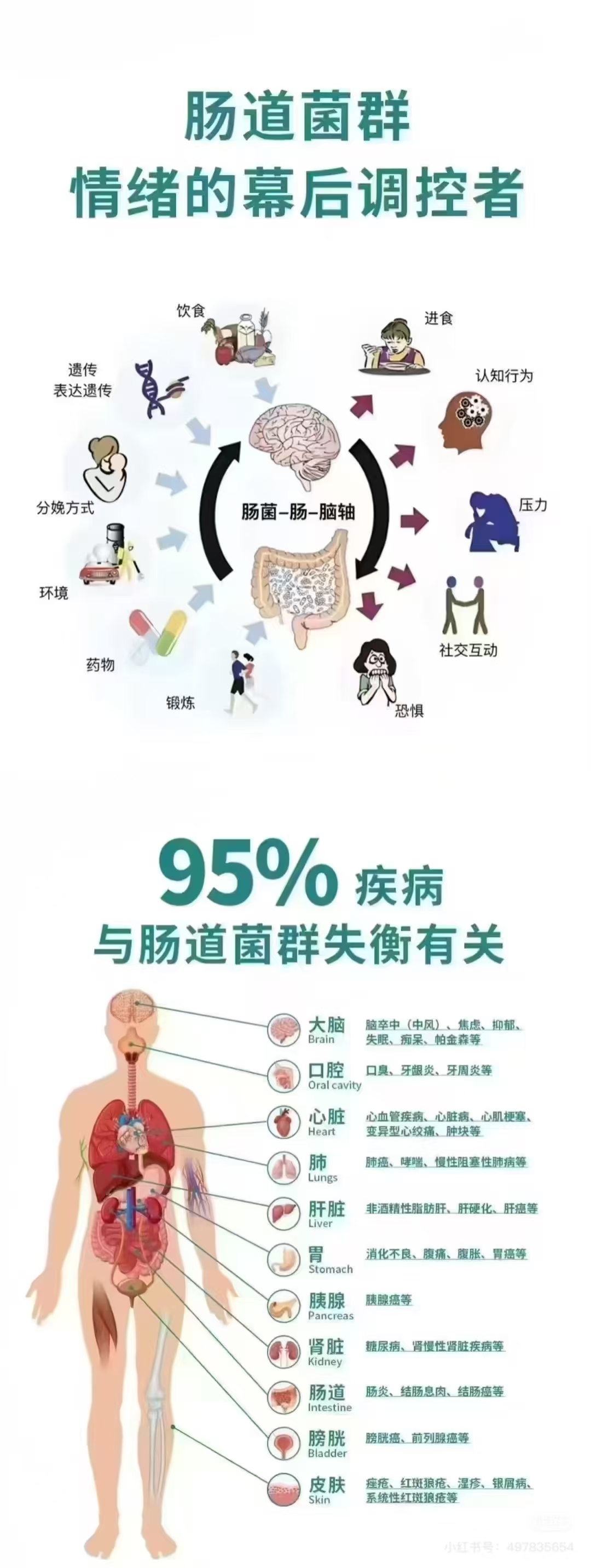 ——情绪的幕后调控者  肠道菌是情绪健康的隐形舵手,影响