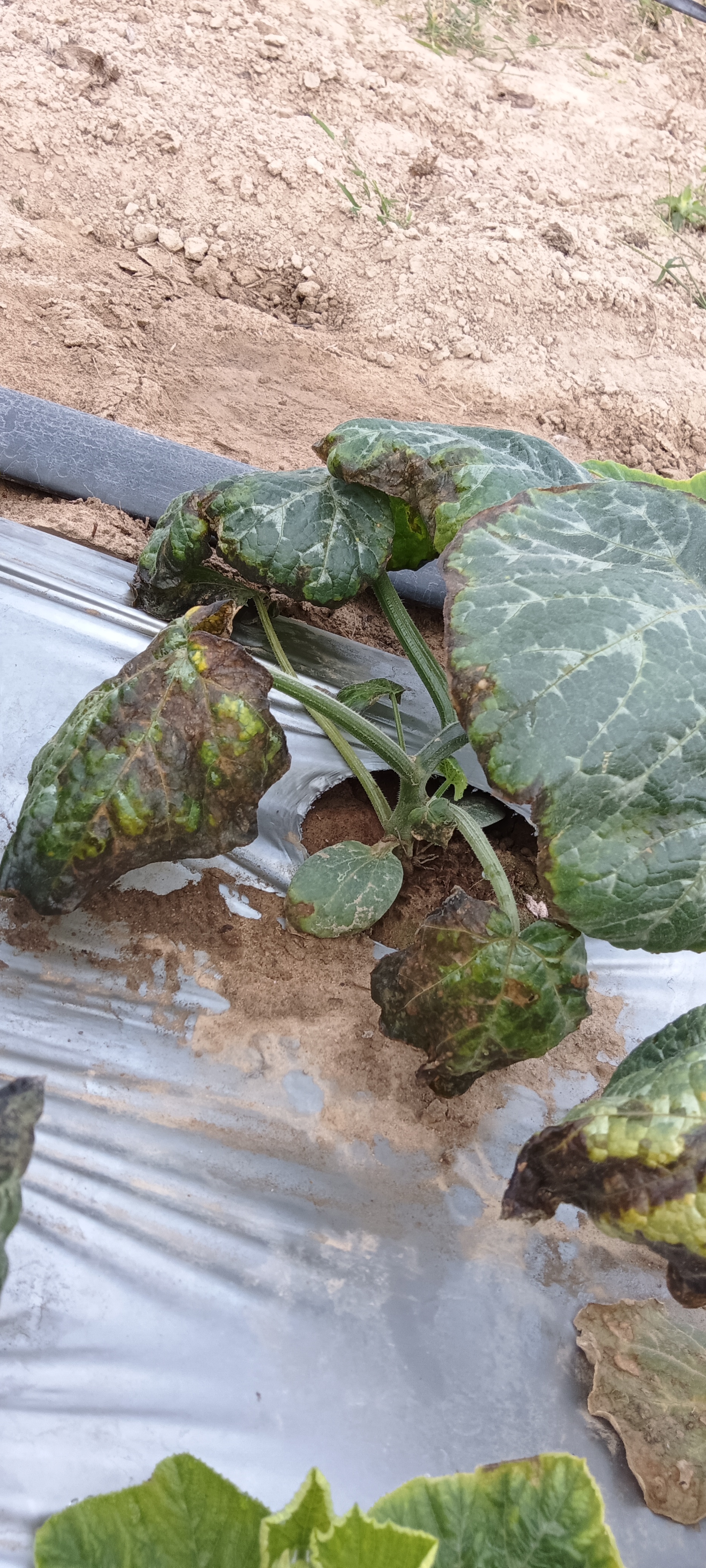 南瓜这是什么病