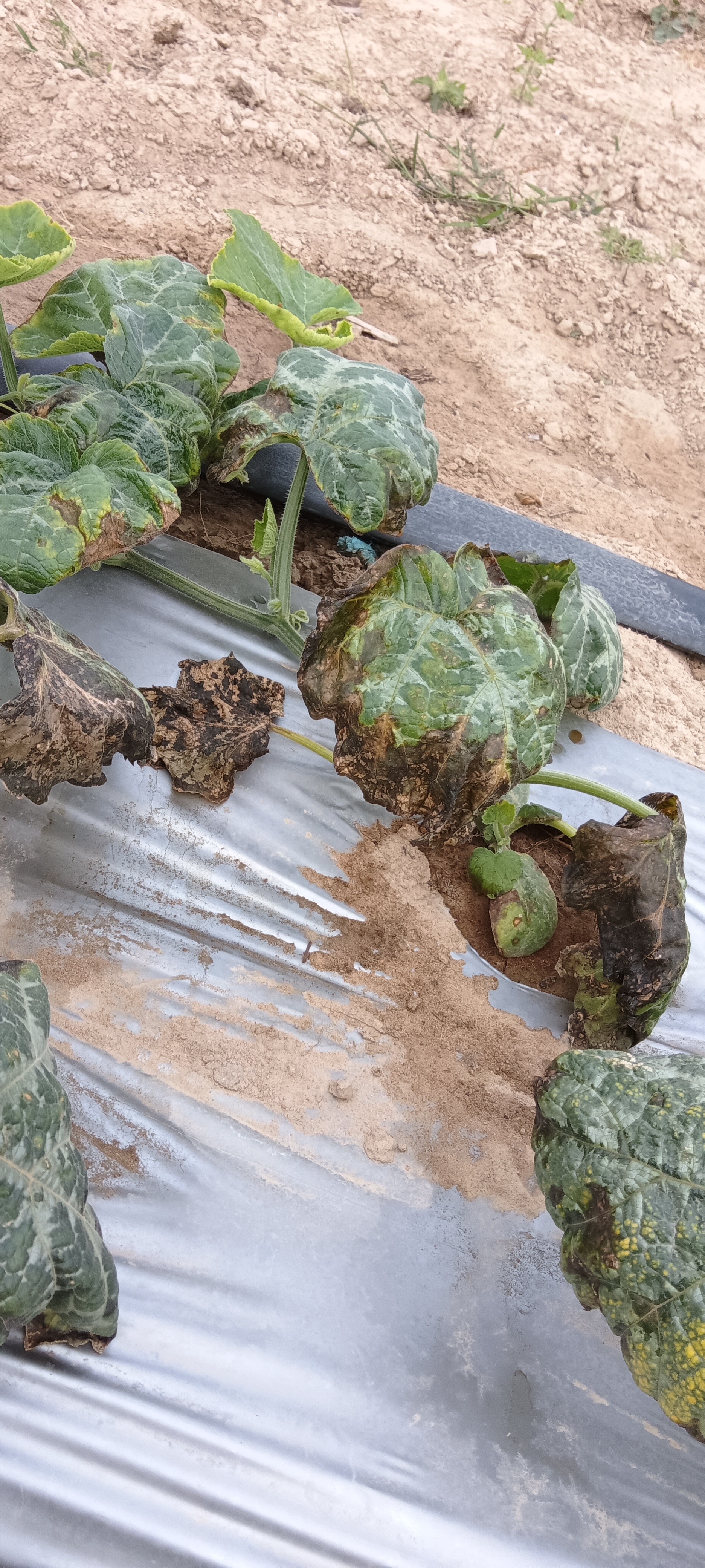 南瓜这是什么病