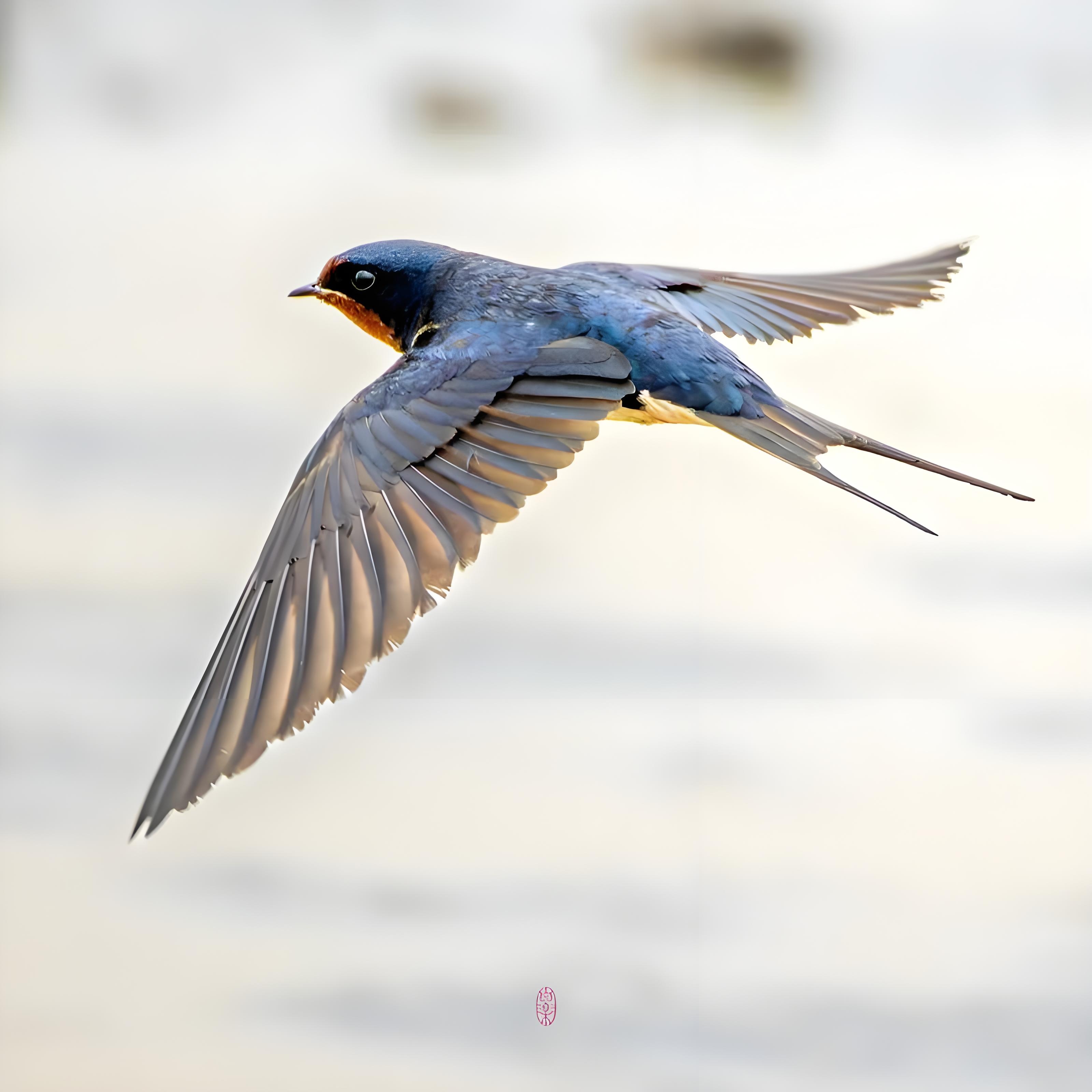 水调歌头 惊闻燕私语,闪影掠空飞,轻盈挥翅嬉戏,任性几迂回