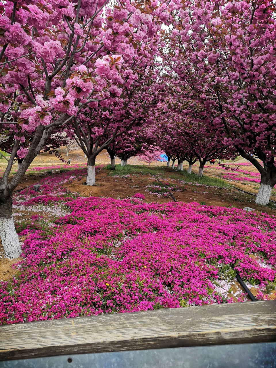 踏青常德樱花园 文/彭子羡 春霁湖南延寿殿, 霞光云影动尘寰