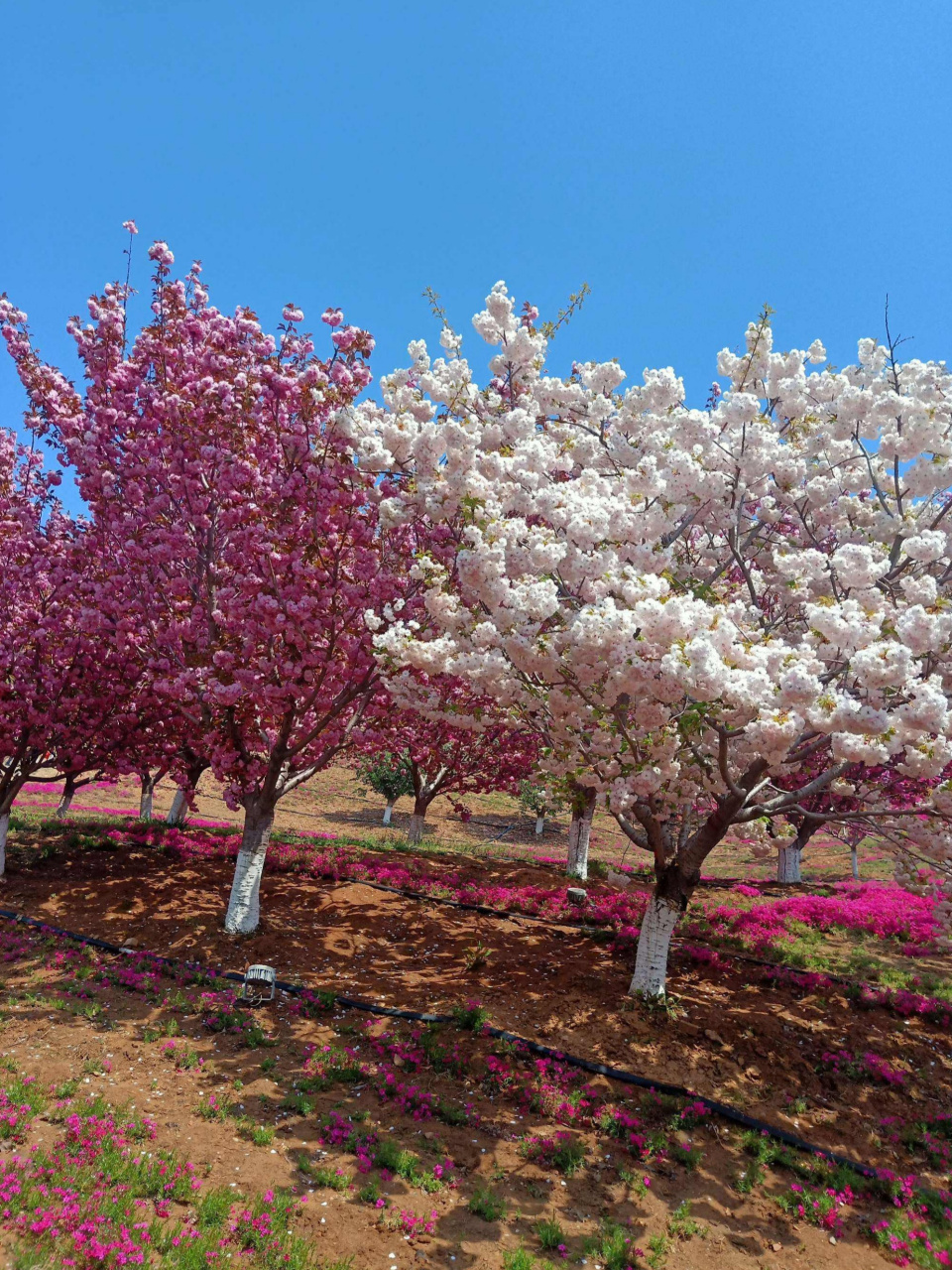 踏青常德樱花园 文/彭子羡 春霁湖南延寿殿, 霞光云影动尘寰