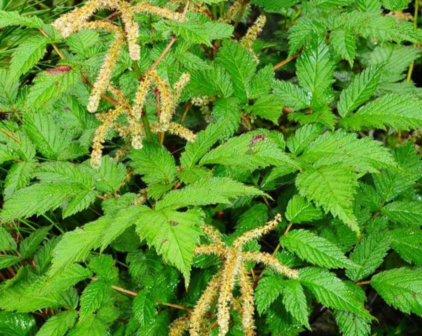 每天学习一种中药 升麻 味甘辛苦微寒,入肺脾胃大肠四经.