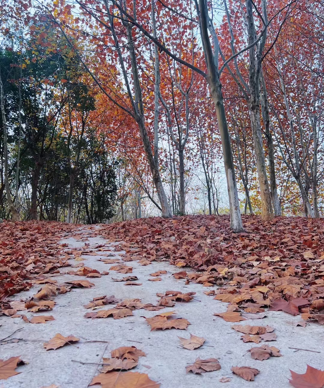 秋天的故事,就在这落叶纷飞间,悄然展开.